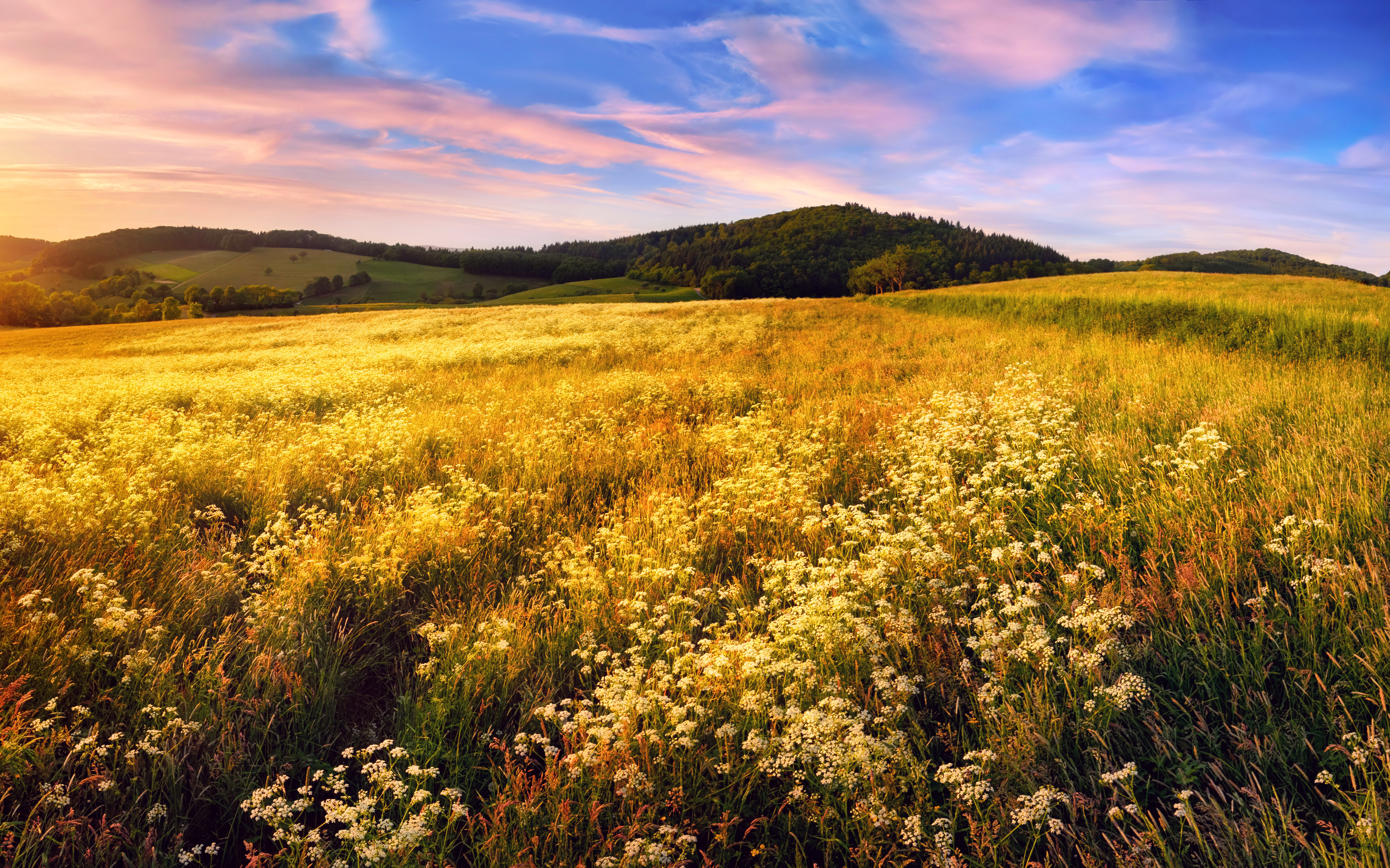 Download mobile wallpaper Sunset, Grass, Flower, Earth, Field for free.