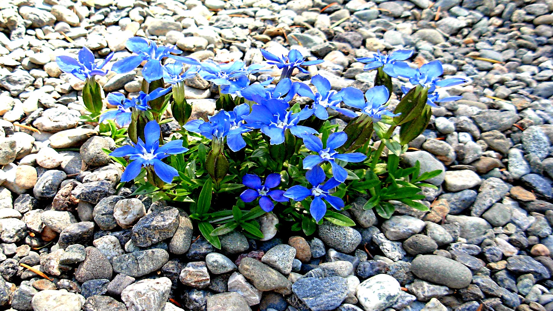 Descarga gratuita de fondo de pantalla para móvil de Flores, Flor, Tierra/naturaleza.