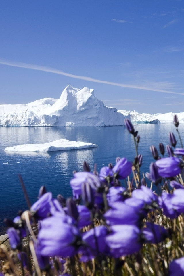 Descarga gratuita de fondo de pantalla para móvil de Paisaje, Invierno, Naturaleza, Agua, Hielo, Flor, Océano, Iceberg, Pintoresco, Escénico, Tierra/naturaleza.