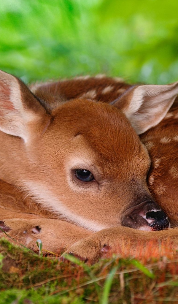 無料モバイル壁紙動物, 鹿, 子鹿, 可愛い, 赤ちゃん動物をダウンロードします。