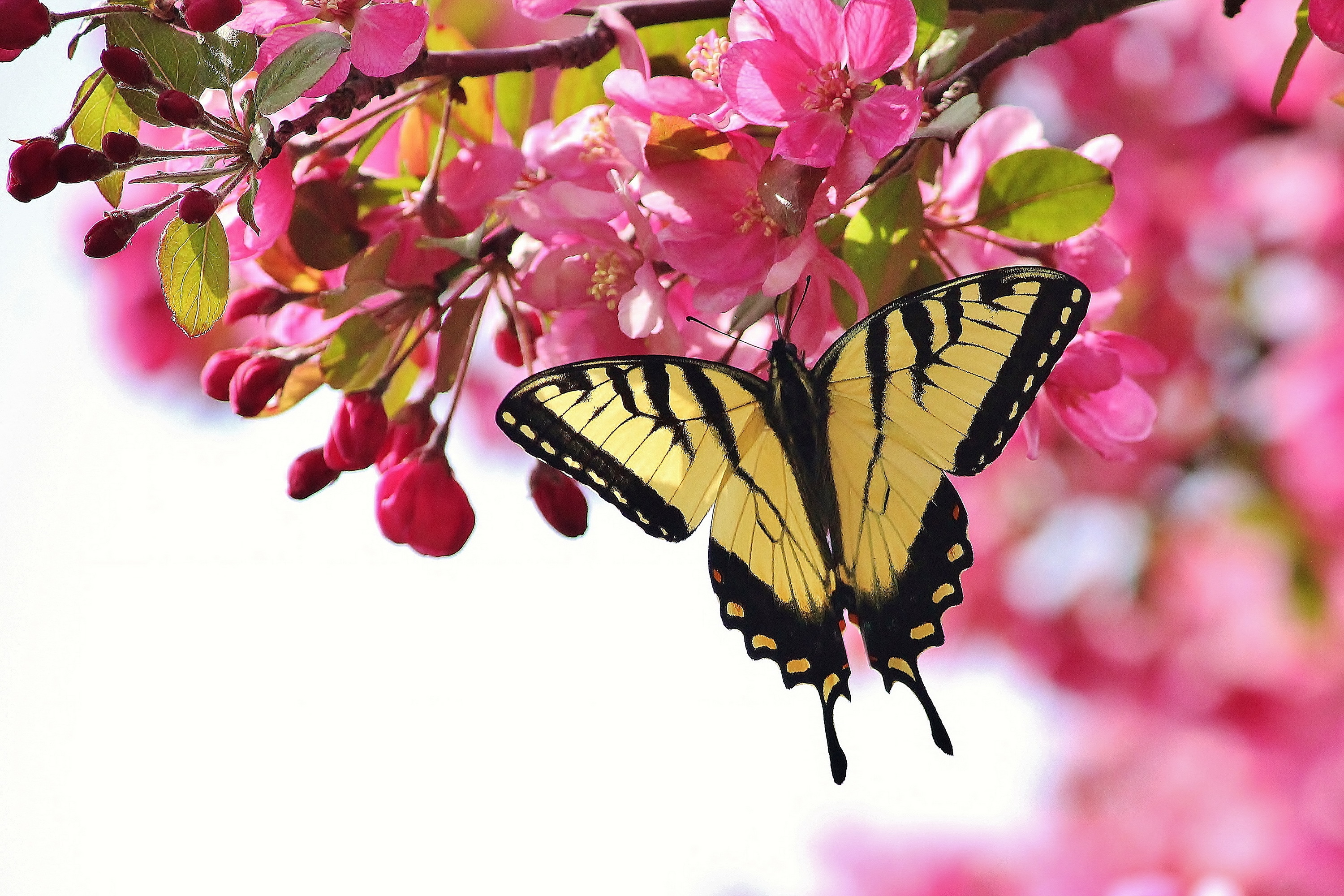 Free download wallpaper Butterfly, Animal on your PC desktop