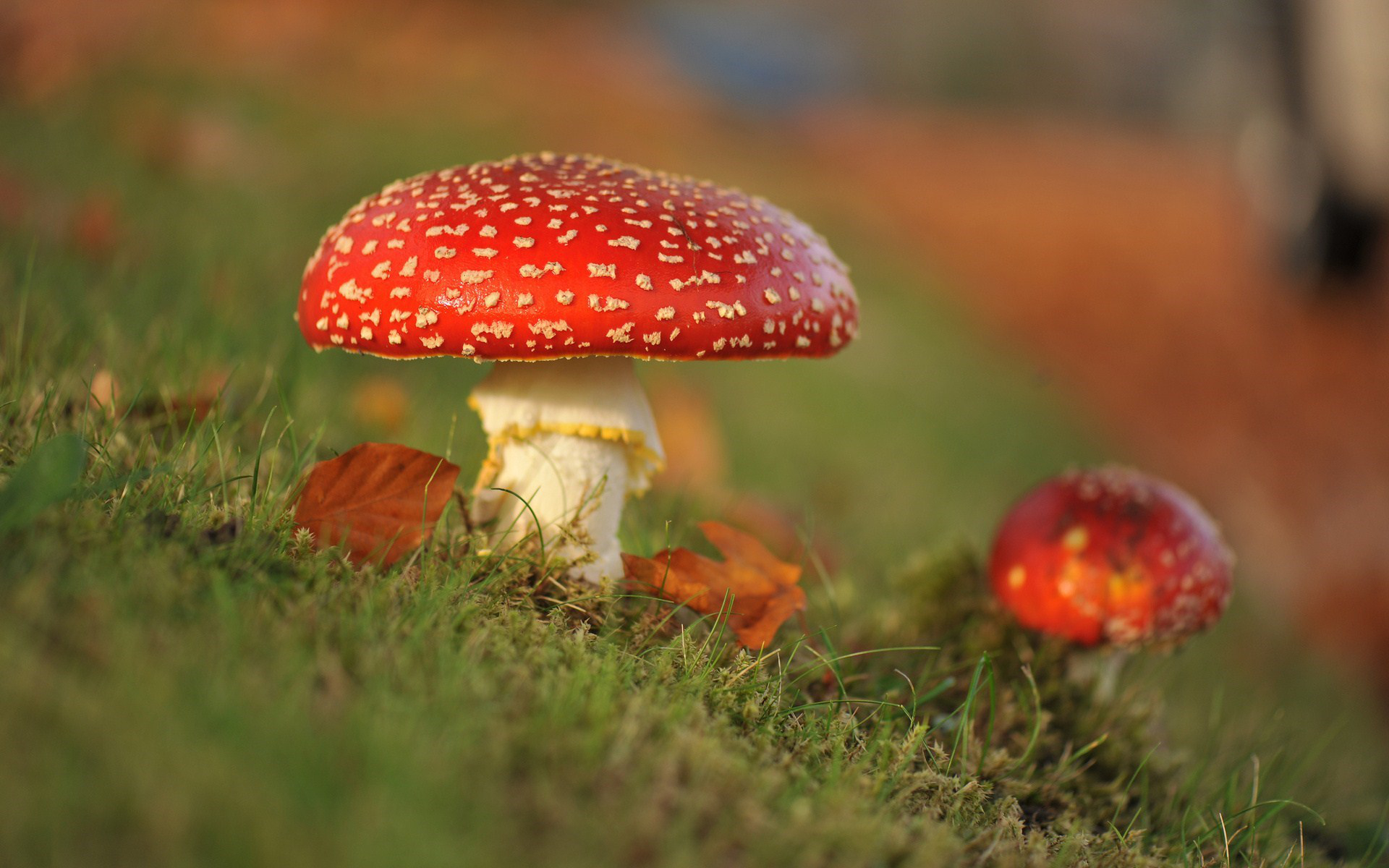 Baixe gratuitamente a imagem Cogumelo, Terra/natureza na área de trabalho do seu PC