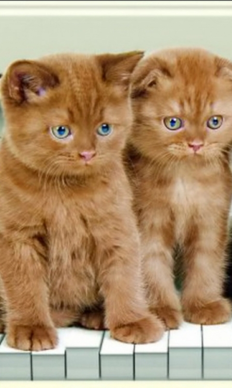 Download mobile wallpaper Cats, Cat, Animal for free.