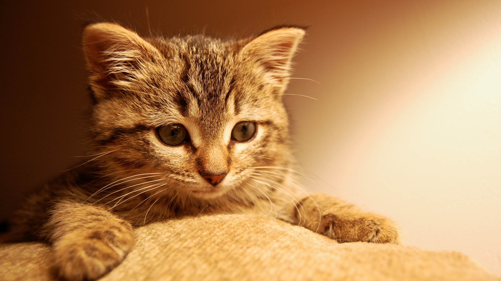 Cool Wallpapers cats, animals, orange