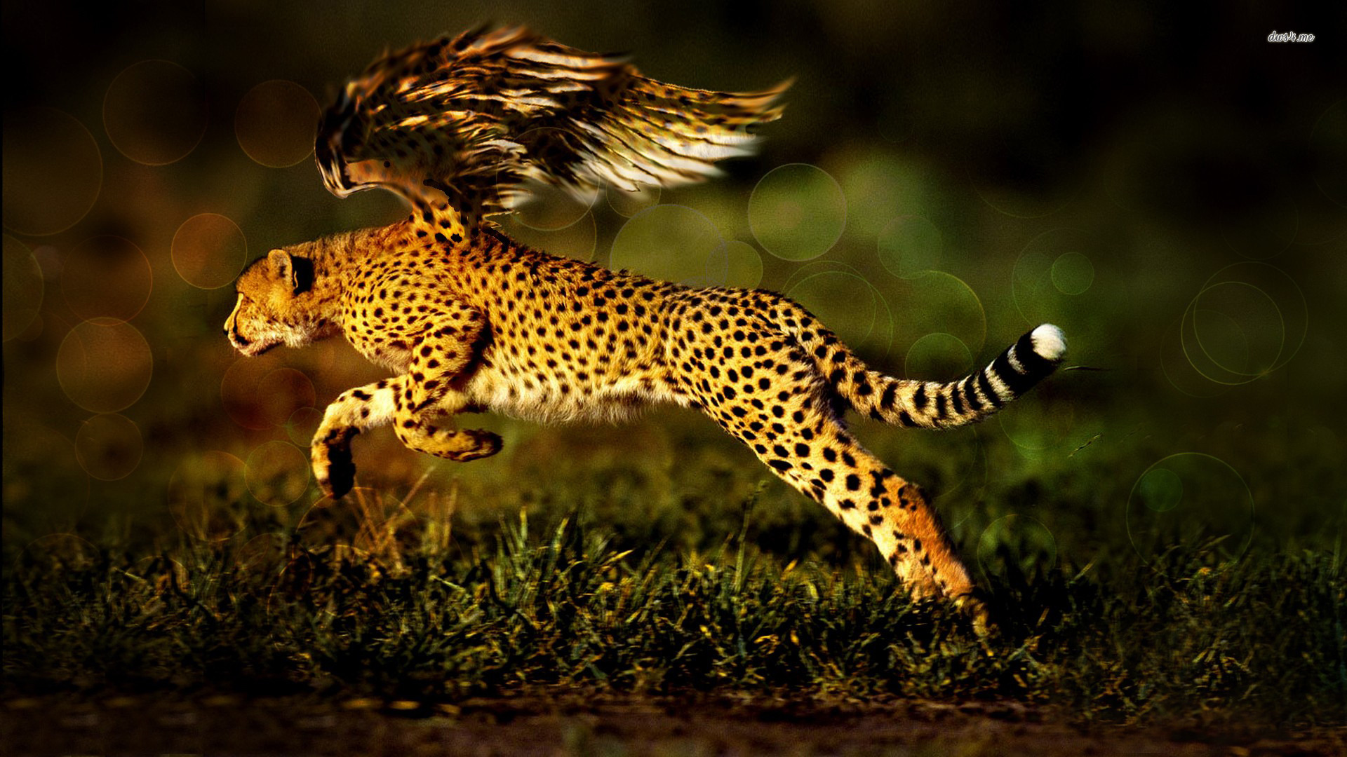 Download mobile wallpaper Cheetah, Fantasy Animals, Fantasy for free.