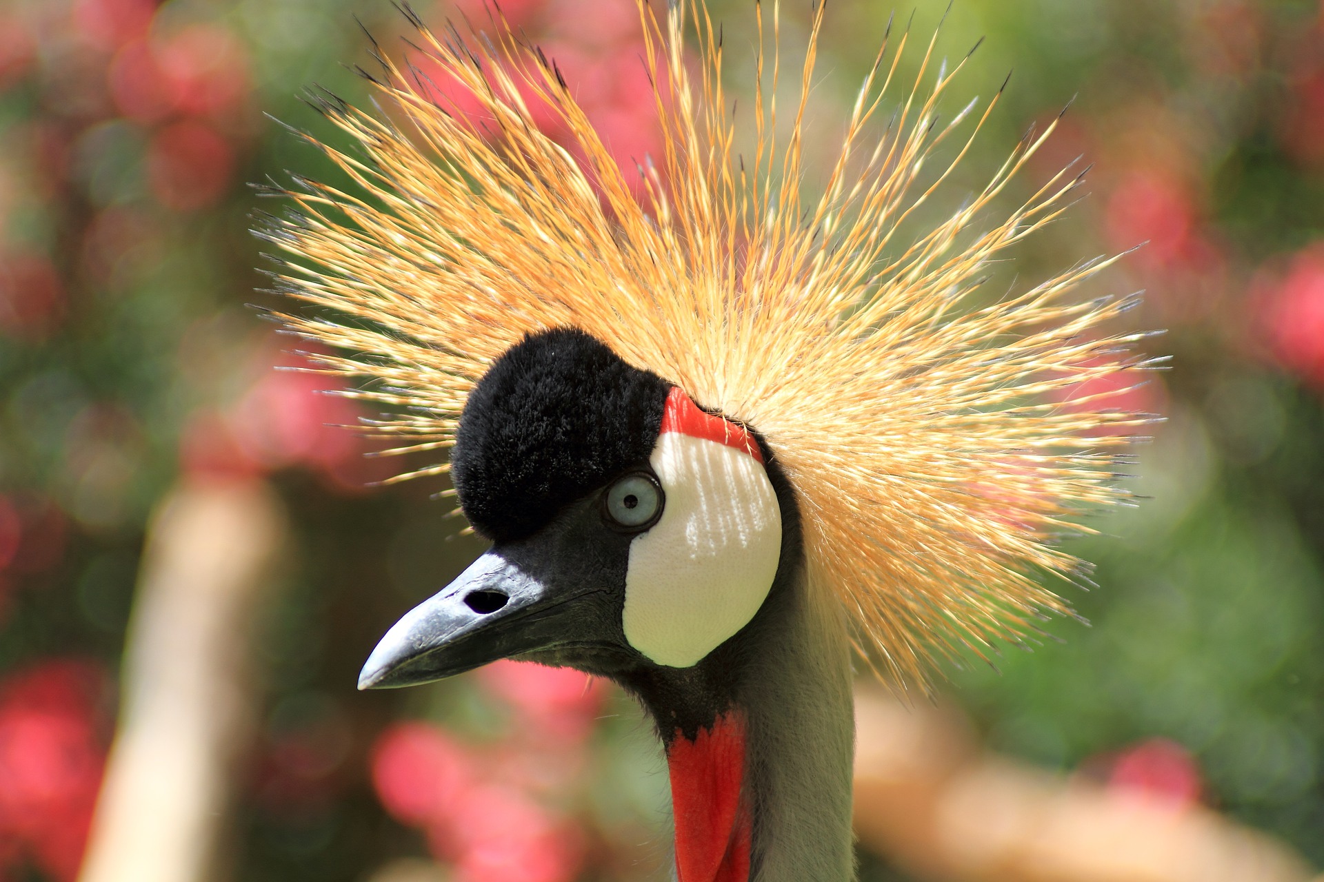 animal, grey crowned crane, bird, bokeh, close up, birds