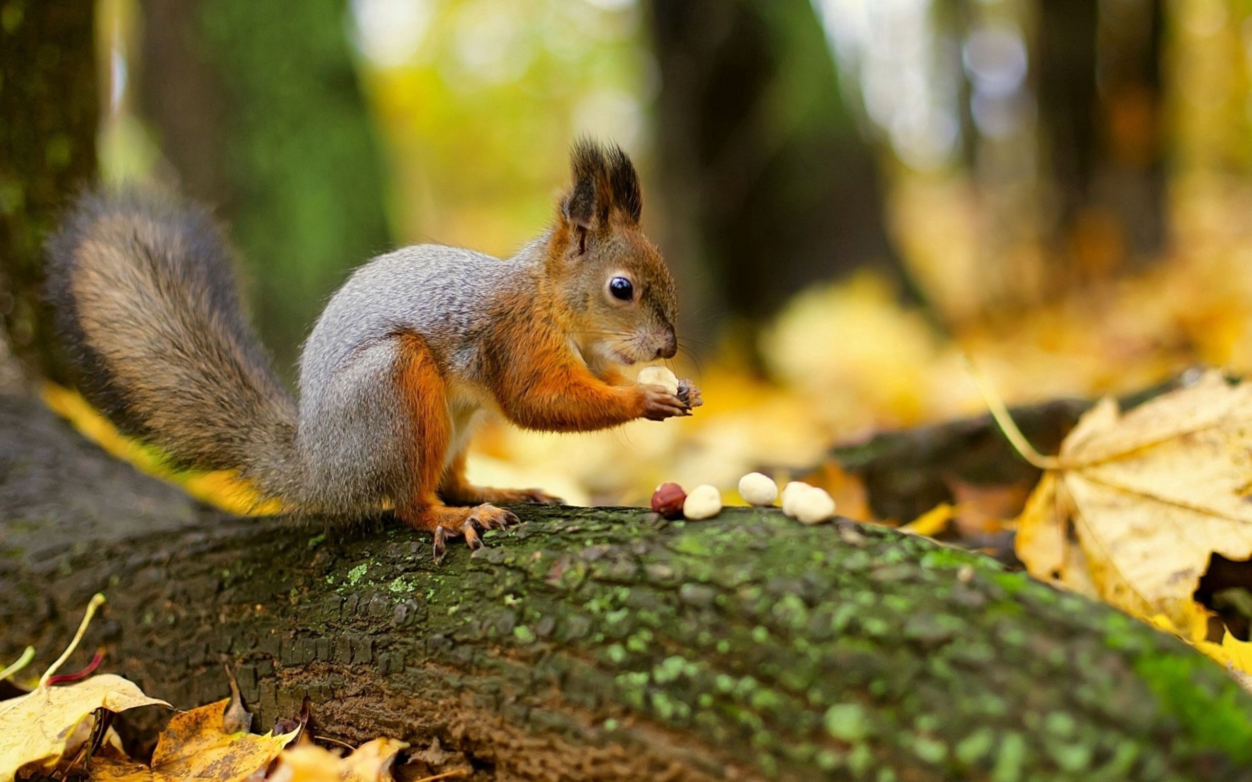 animals, squirrel, nuts, forest