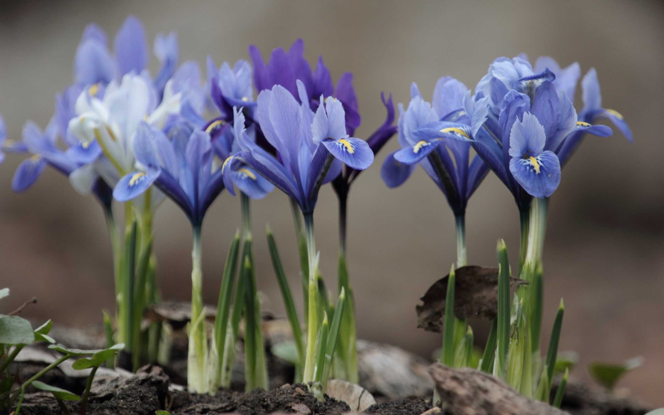 Descarga gratis la imagen Flor, Tierra/naturaleza en el escritorio de tu PC