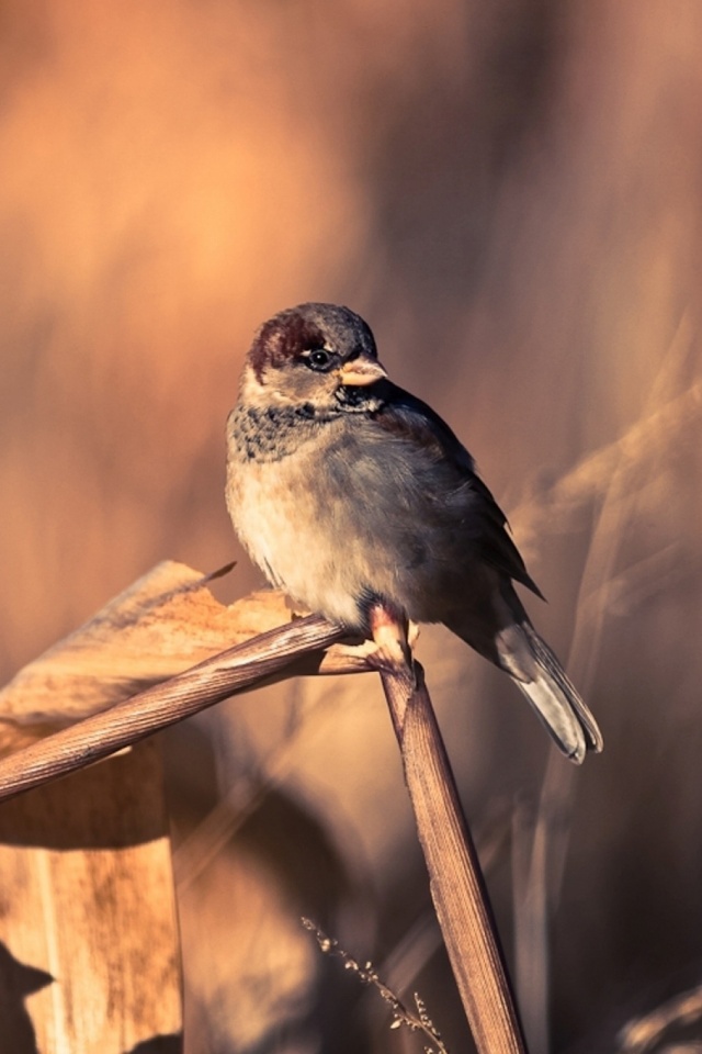 Descarga gratuita de fondo de pantalla para móvil de Animales, Aves, Ave.