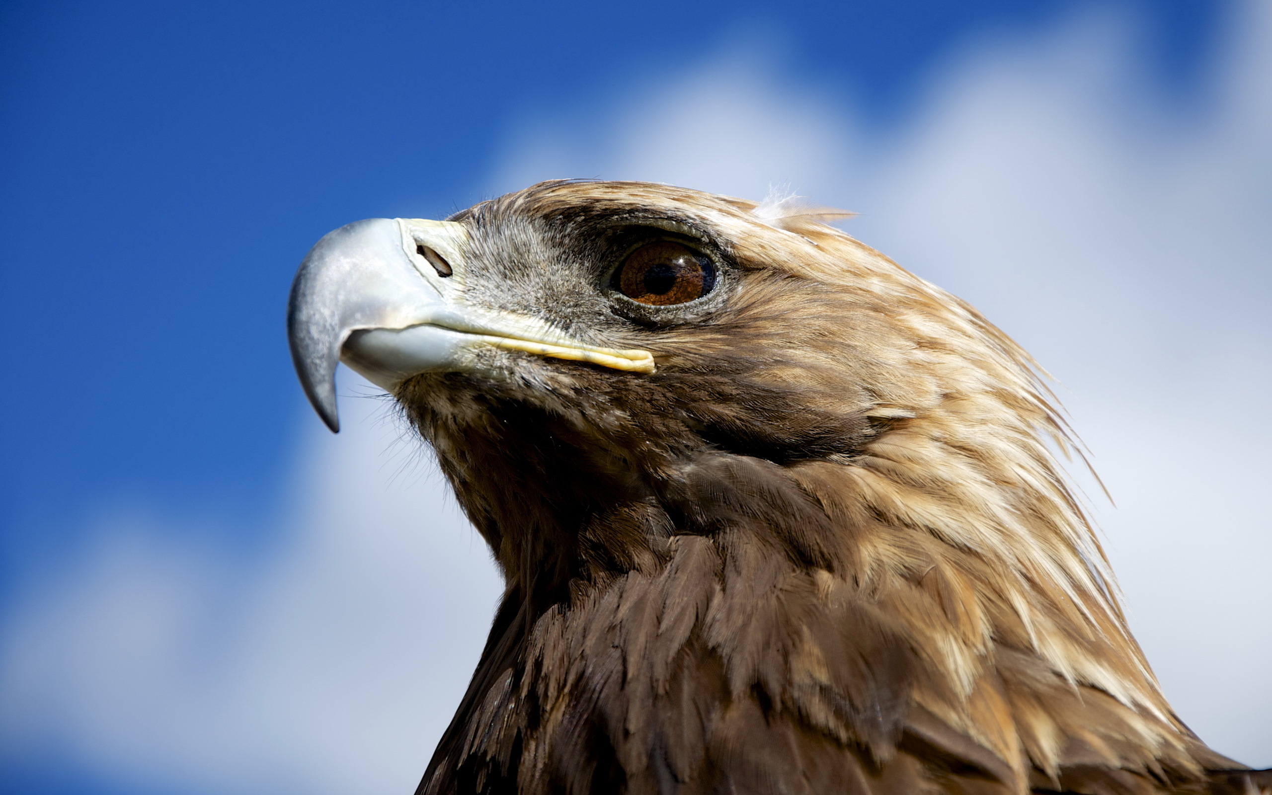 Download mobile wallpaper Eagle, Birds, Animal for free.