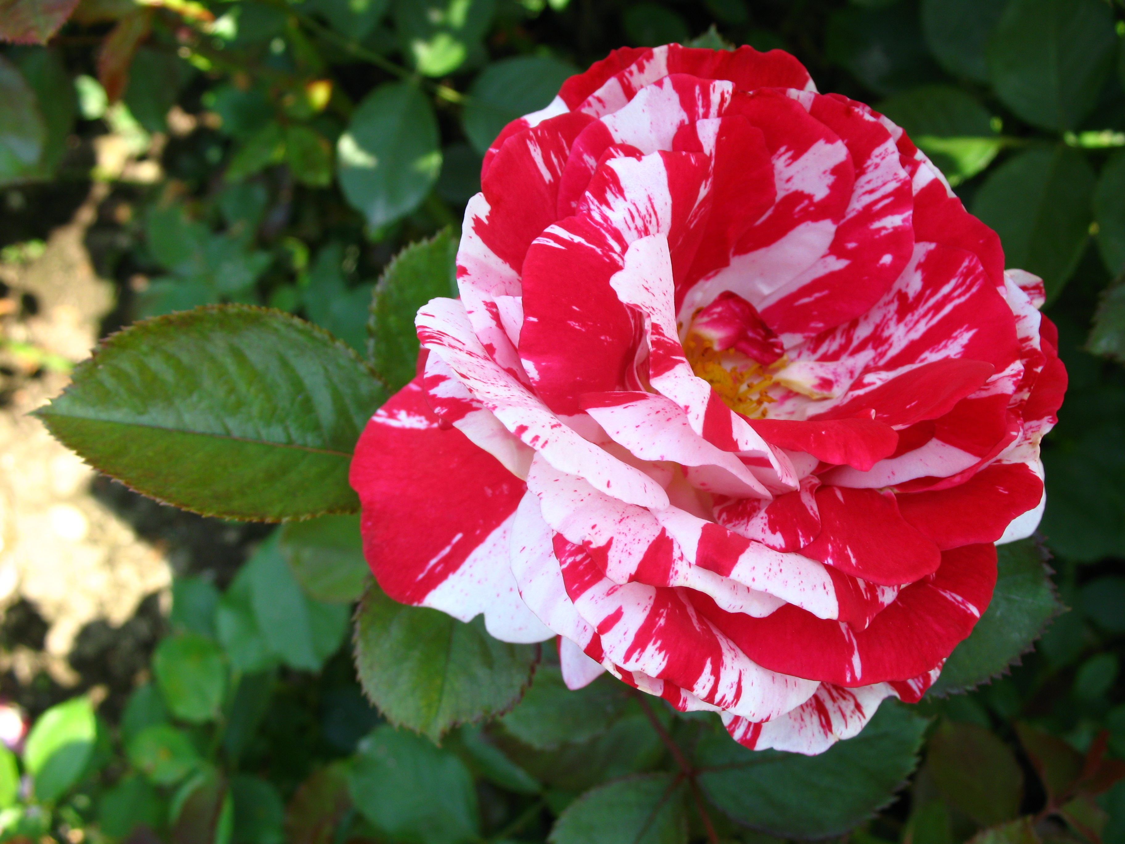 Téléchargez gratuitement l'image Fleurs, Rose, Terre/nature sur le bureau de votre PC