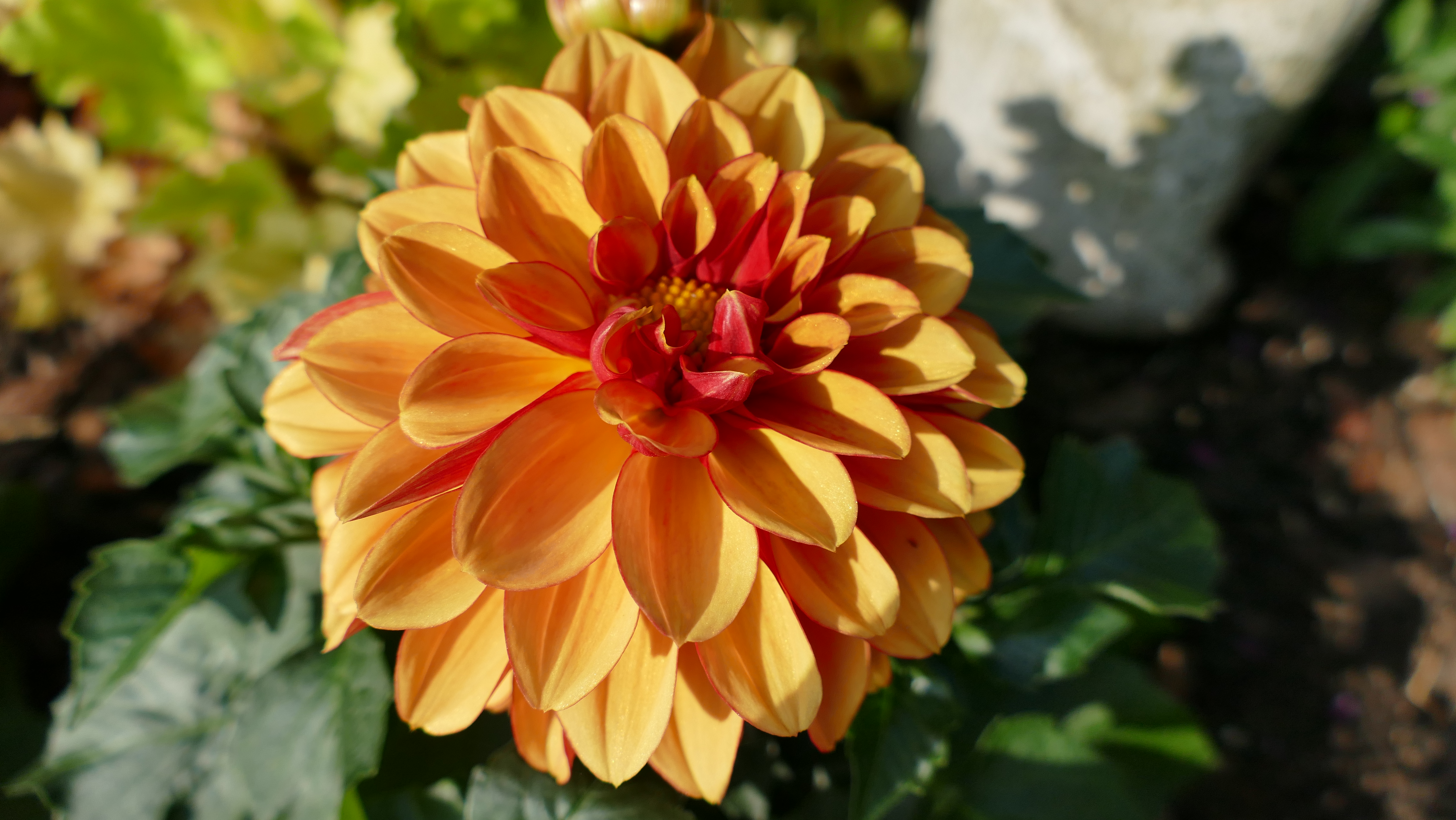 Free download wallpaper Flowers, Flower, Earth, Dahlia on your PC desktop