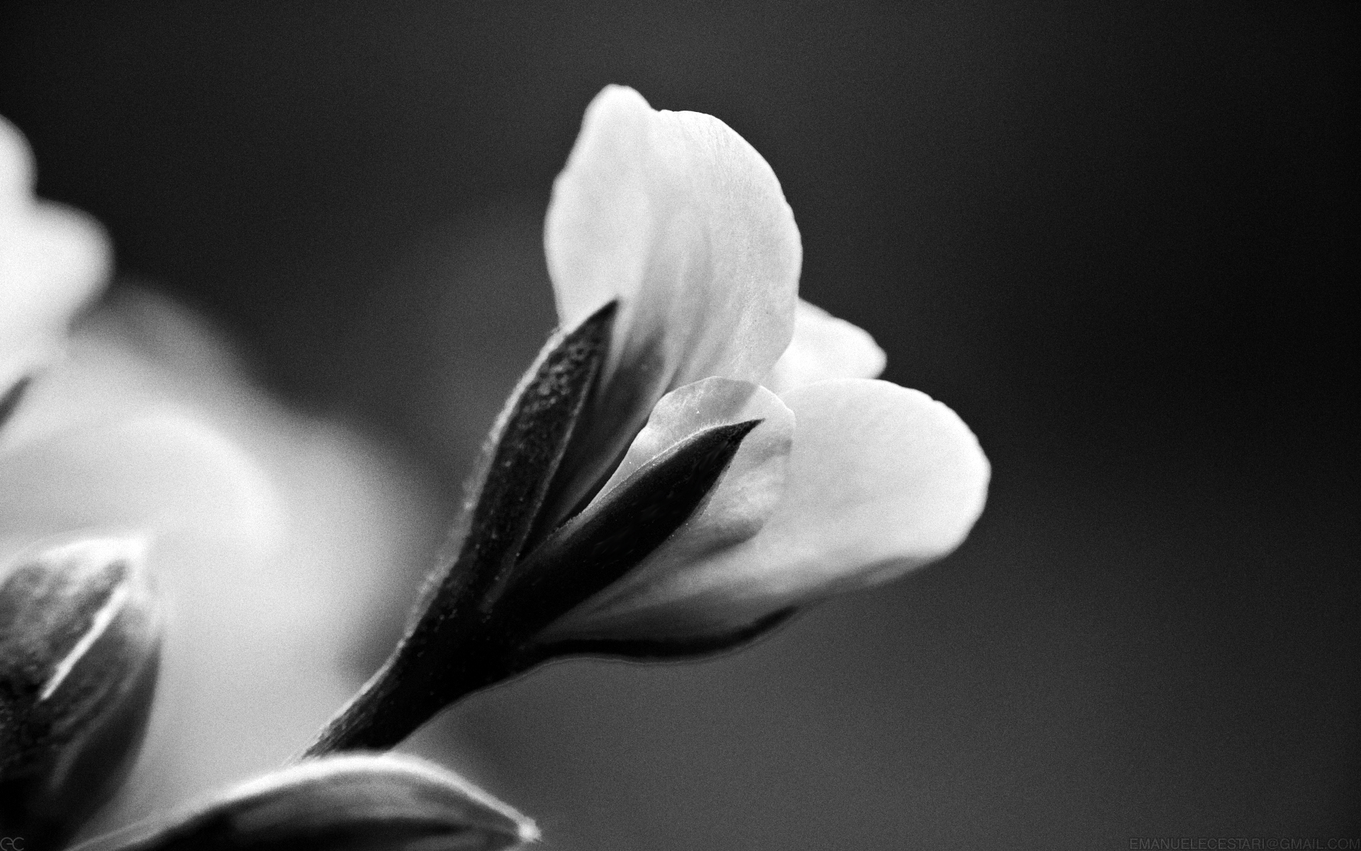 Baixe gratuitamente a imagem Flores, Flor, Terra/natureza na área de trabalho do seu PC