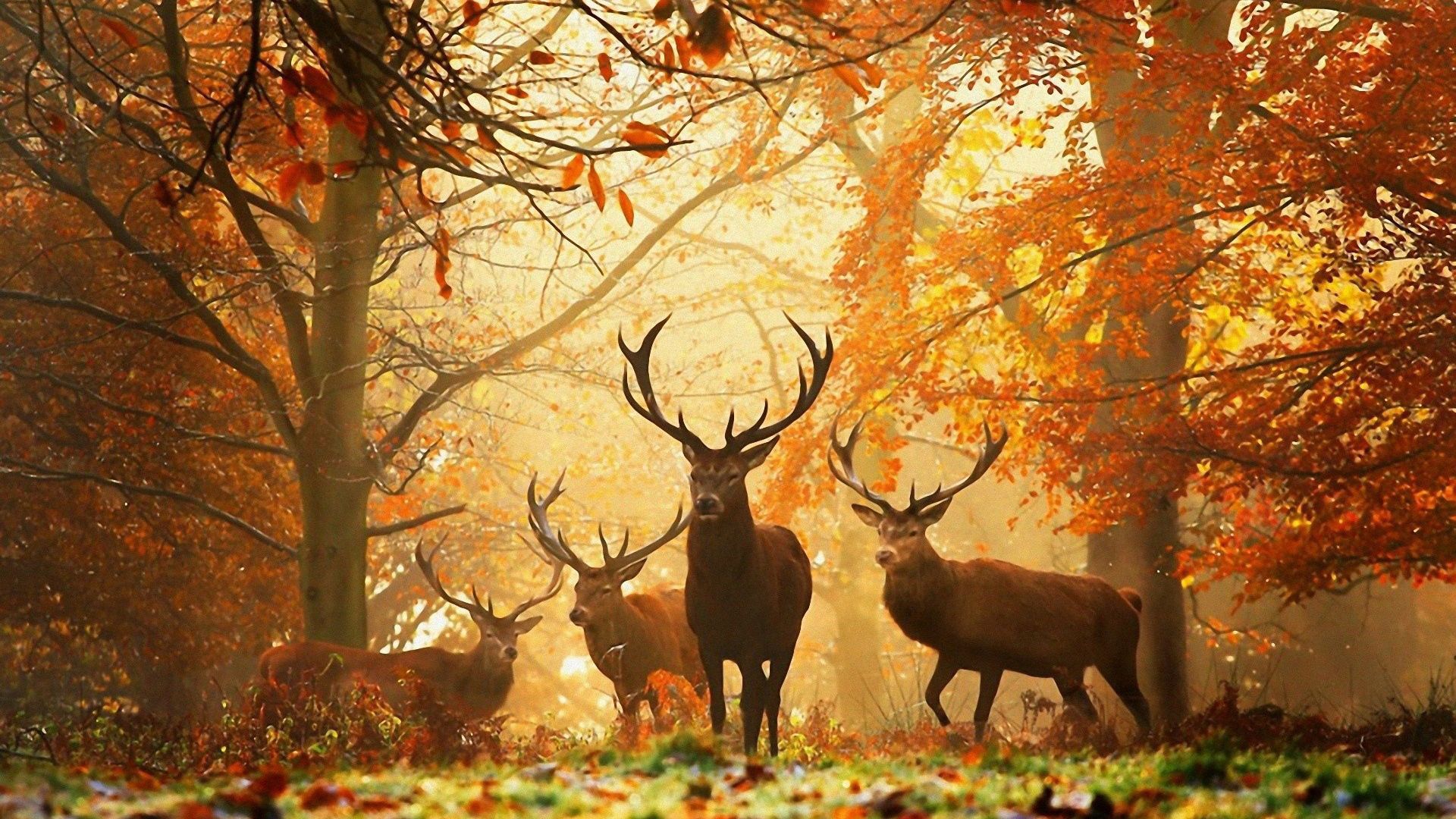 59792 скачать картинку осень, олени, листья, животные, солнце, лес, трава, лучи - обои и заставки бесплатно