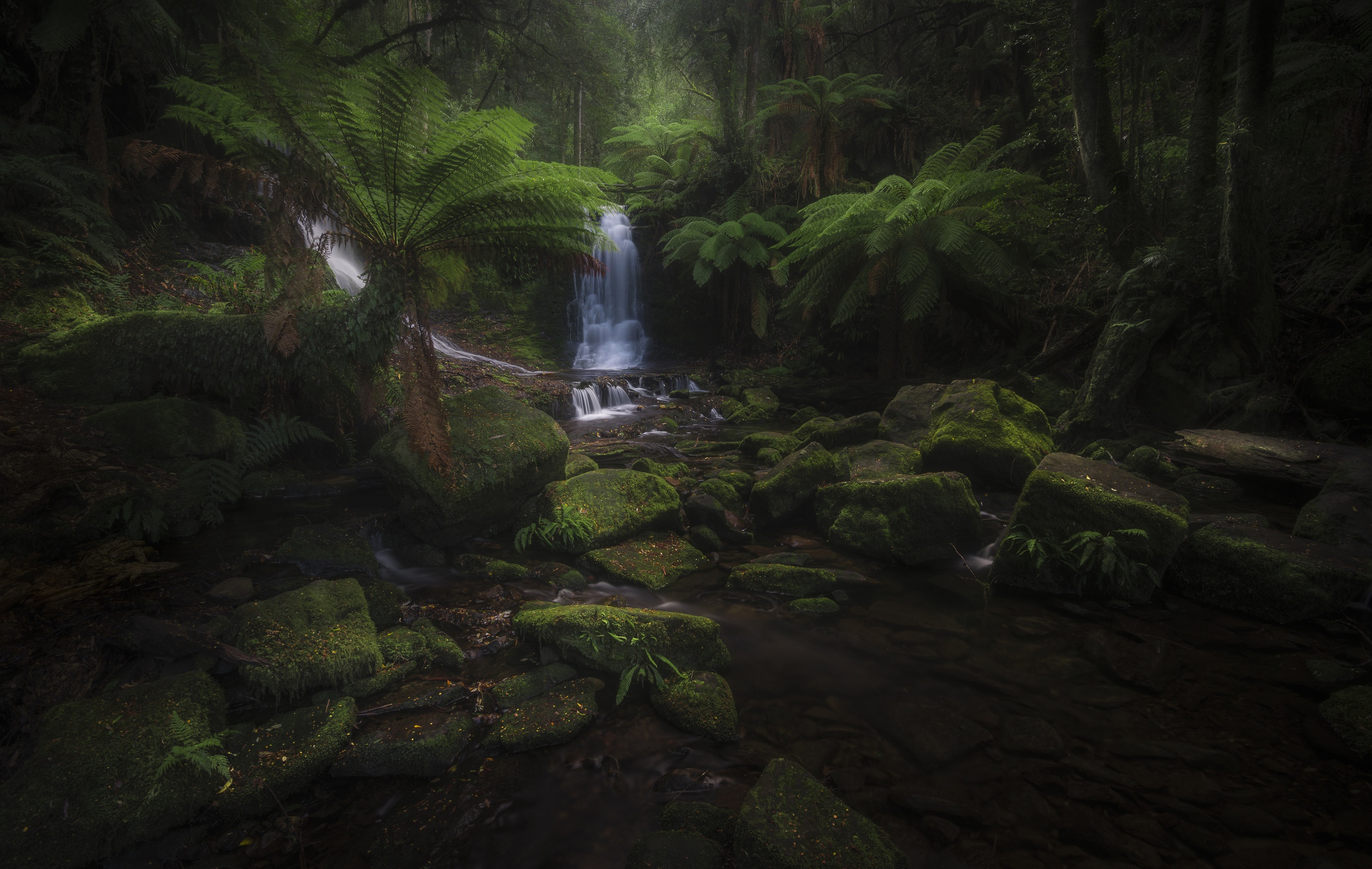 Laden Sie das Natur, Farne, Strom, Erde/natur, Regenwald-Bild kostenlos auf Ihren PC-Desktop herunter