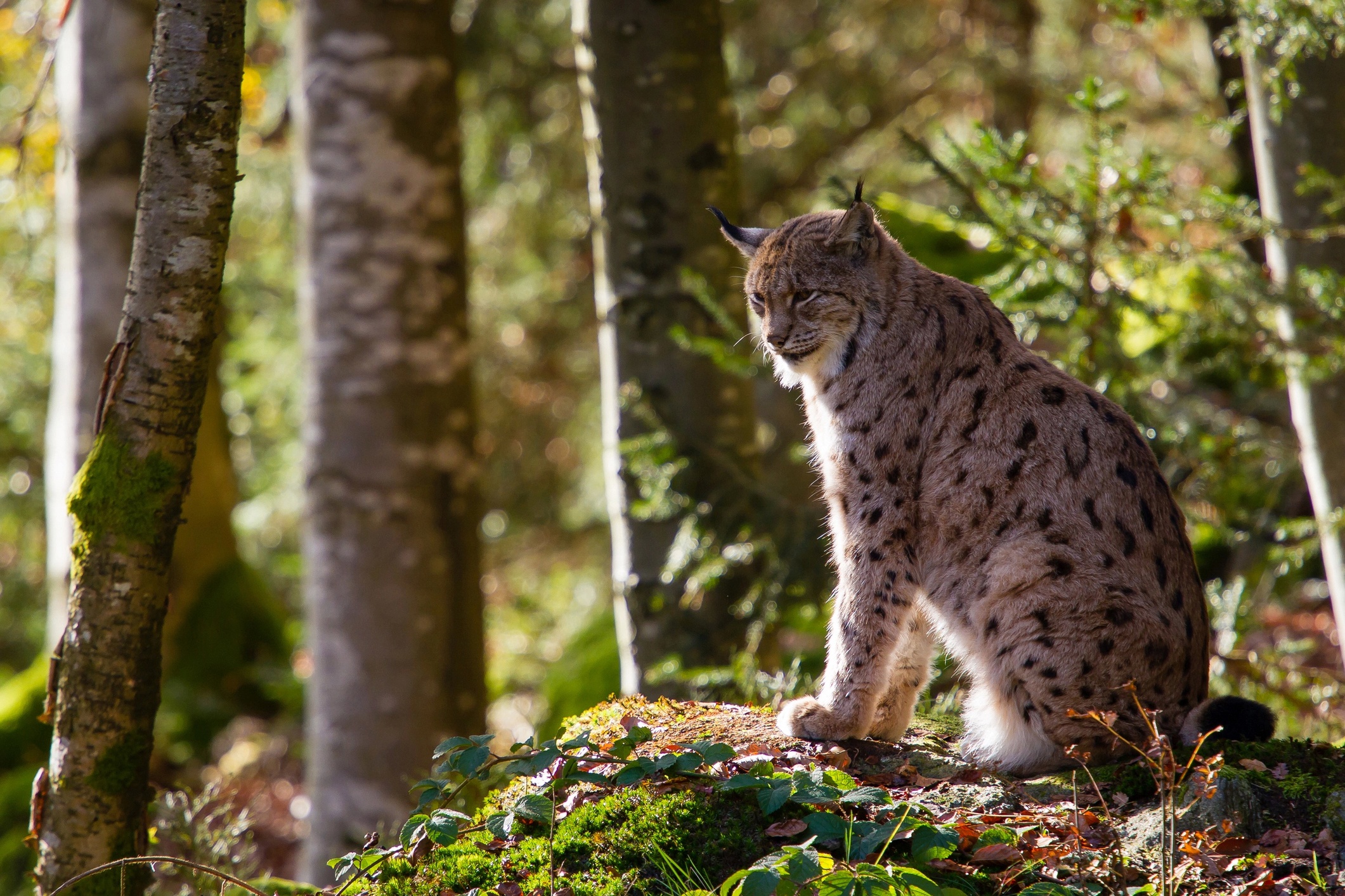 Téléchargez des papiers peints mobile Animaux, Chats, Lynx gratuitement.