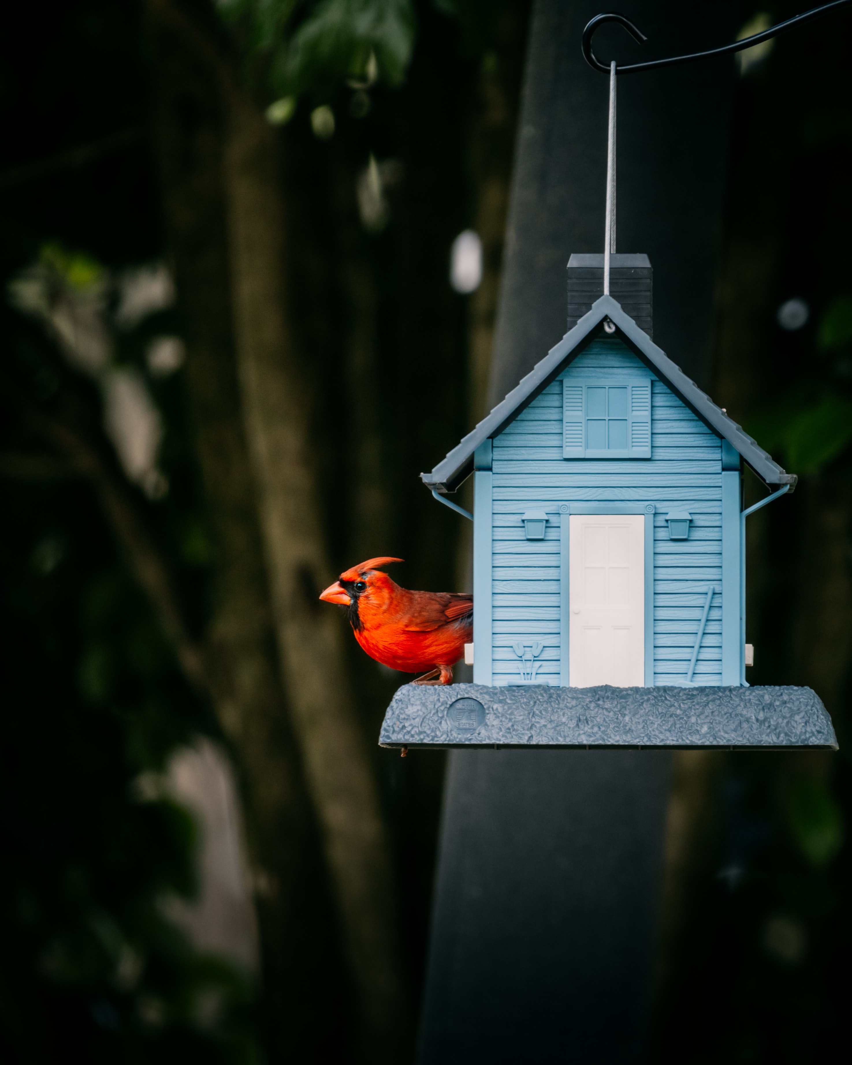 animals, bird, red cardinal, birdhouse