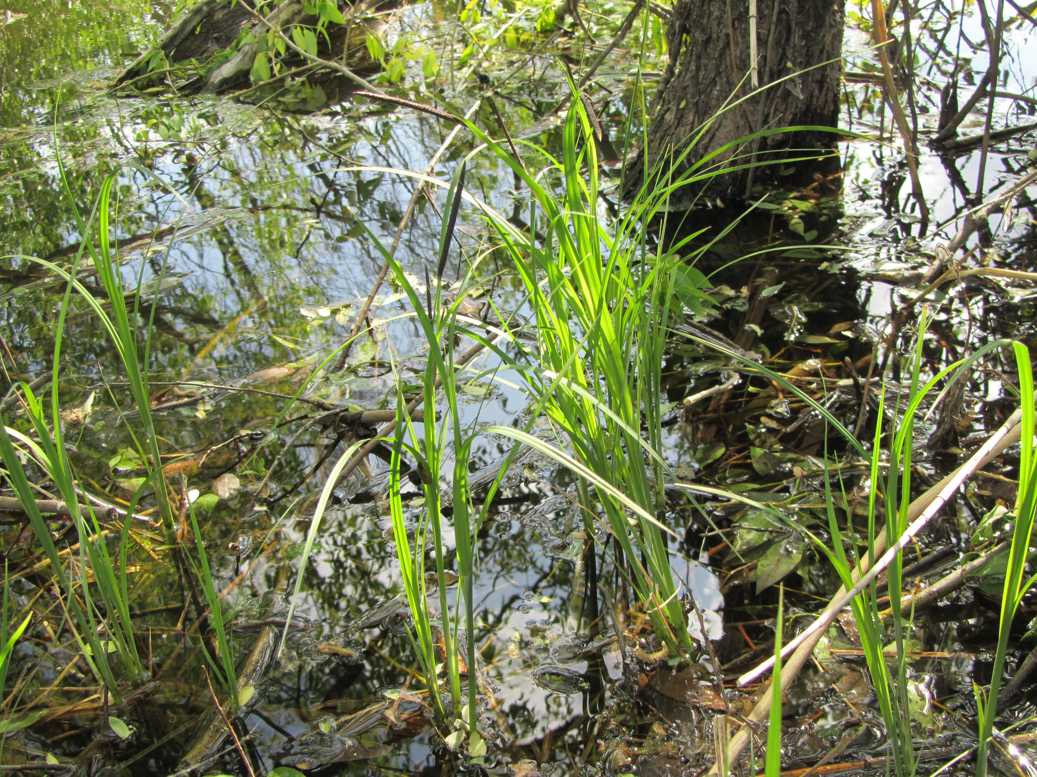 Descarga gratis la imagen Agua, Tierra/naturaleza en el escritorio de tu PC