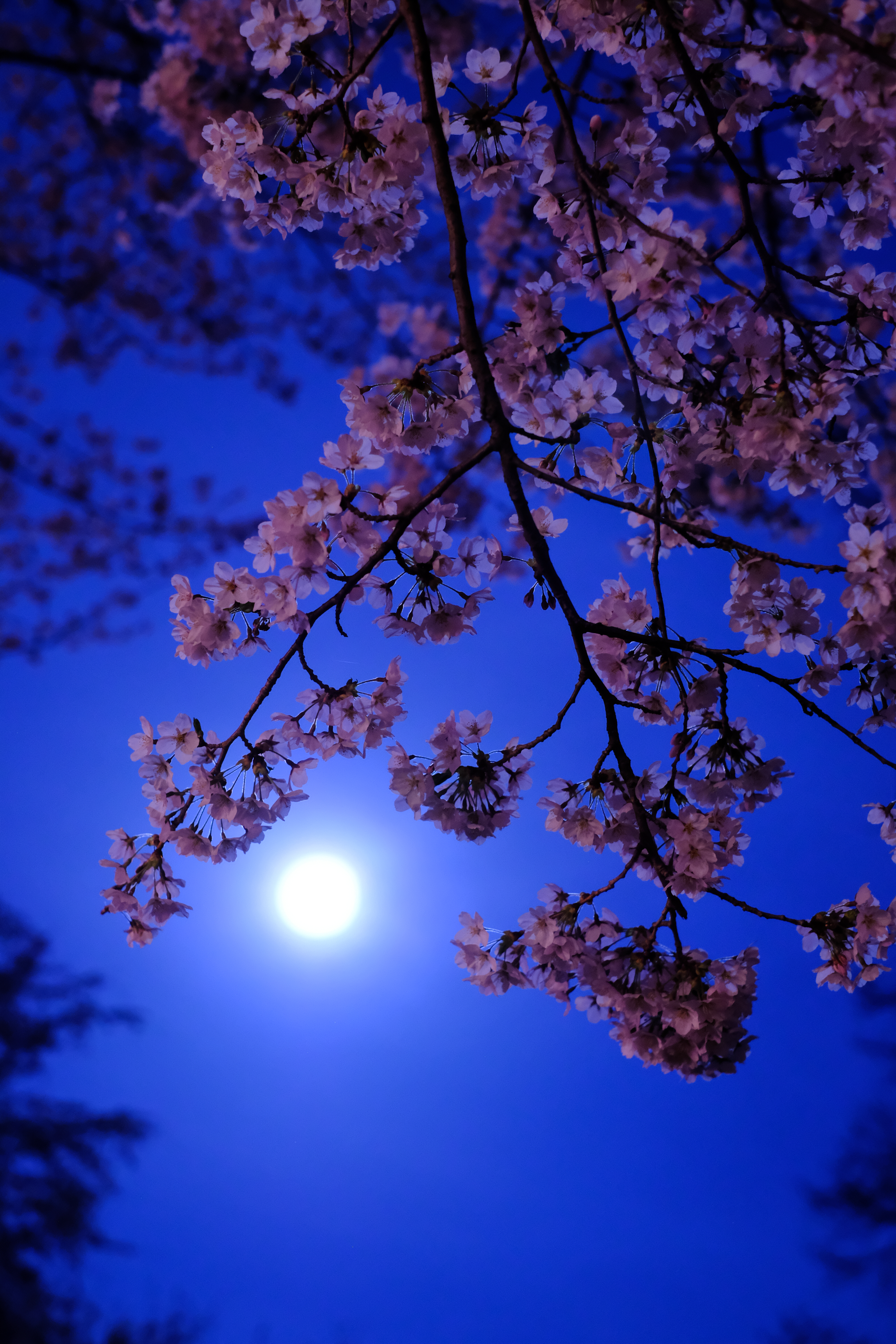 moon, flowers, flowering, bloom lock screen backgrounds