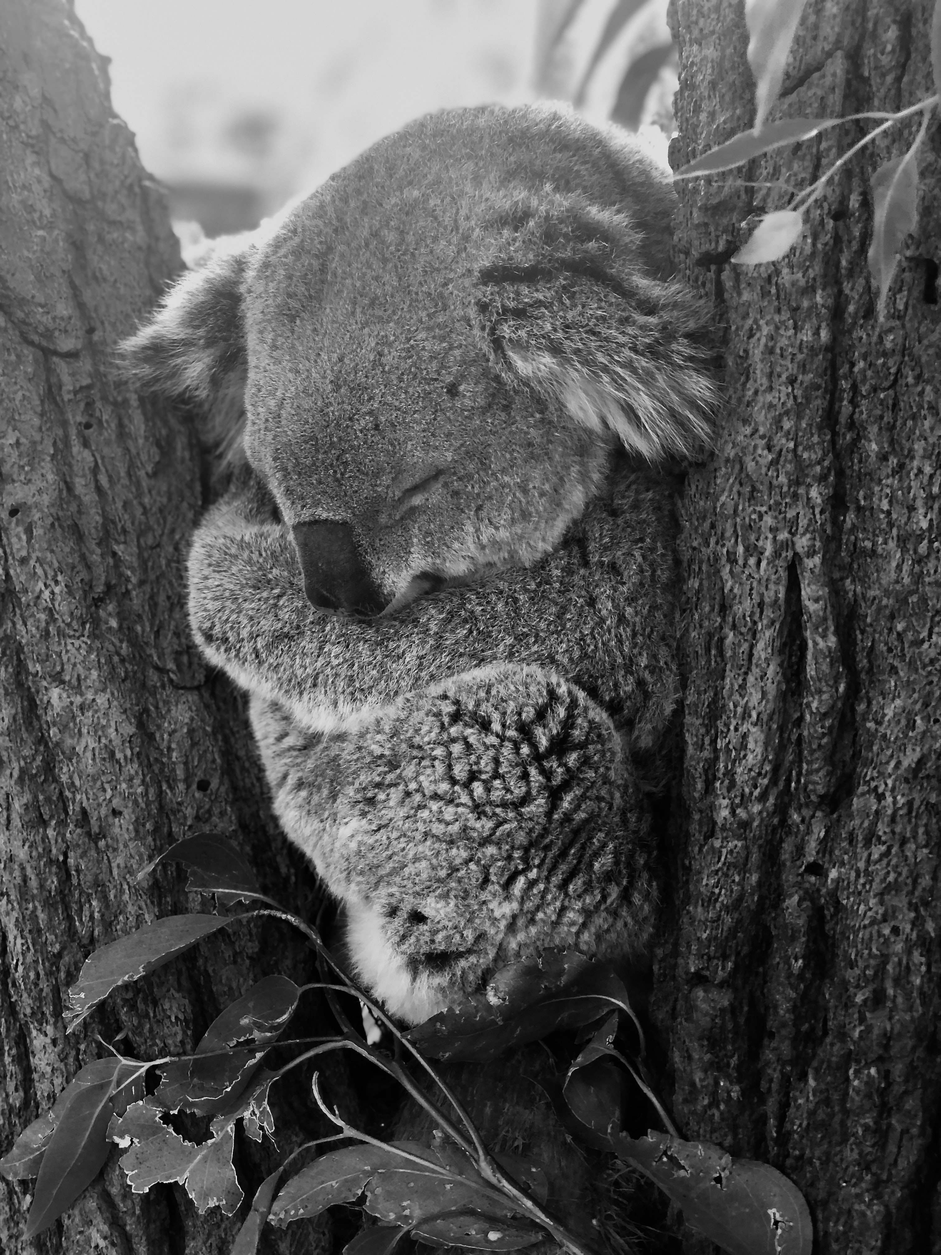 147159 baixar imagens coala, animais, cinza, bw, chb, animal, dormir, sonho - papéis de parede e protetores de tela gratuitamente