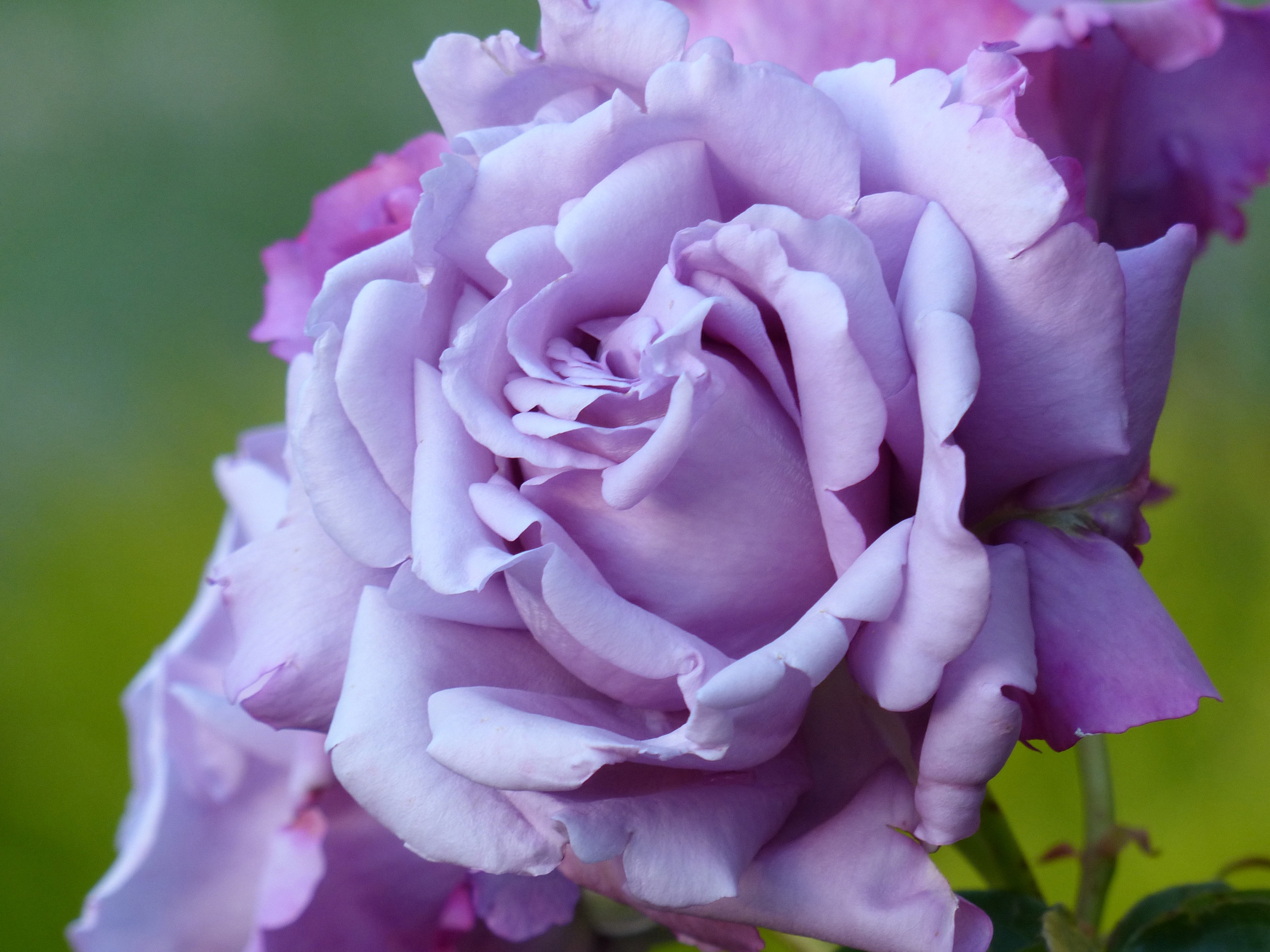 Free download wallpaper Nature, Flowers, Macro, Rose, Earth, Purple Flower on your PC desktop