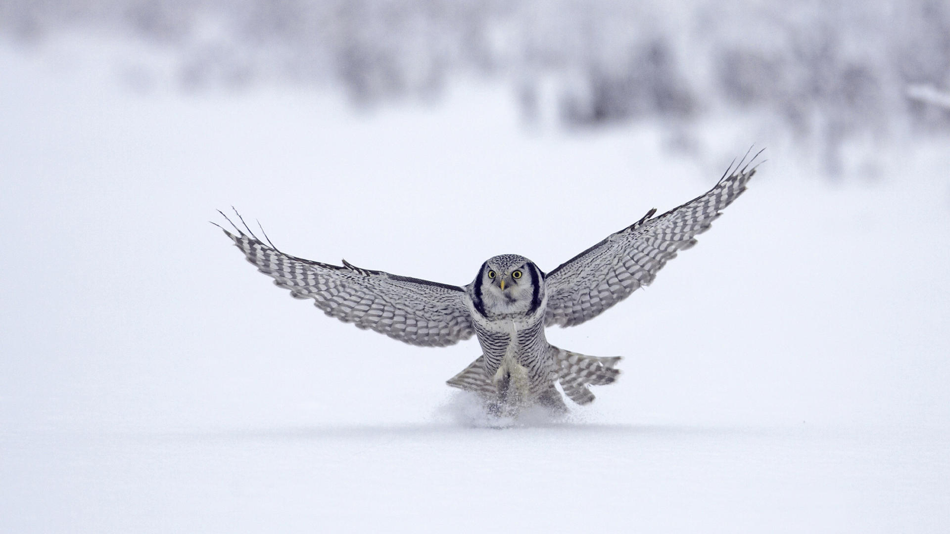 234507 Bild herunterladen tiere, schnee eule, vögel - Hintergrundbilder und Bildschirmschoner kostenlos