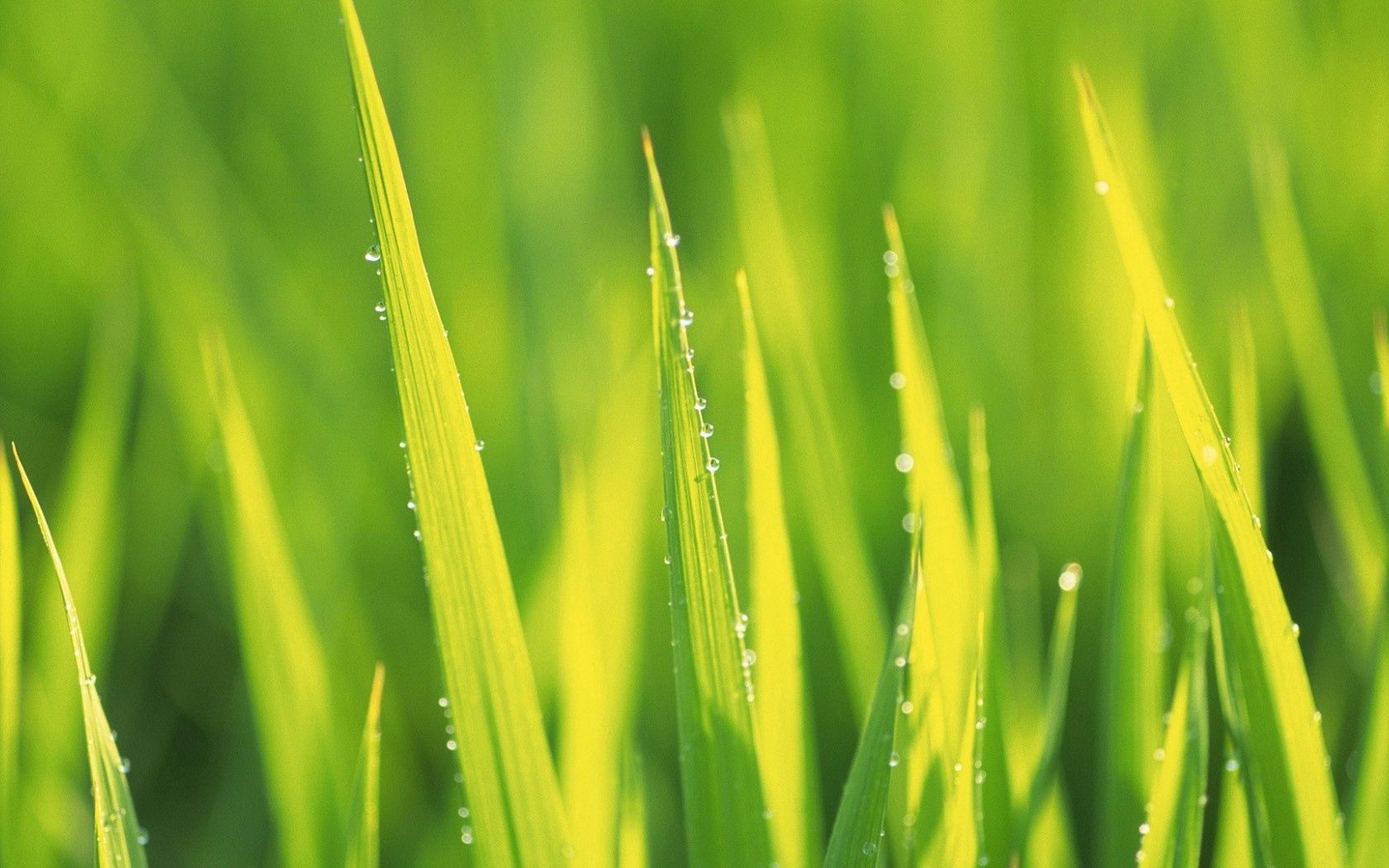 Download mobile wallpaper Grass, Dew, Macro, Drops, Summer, Morning for free.