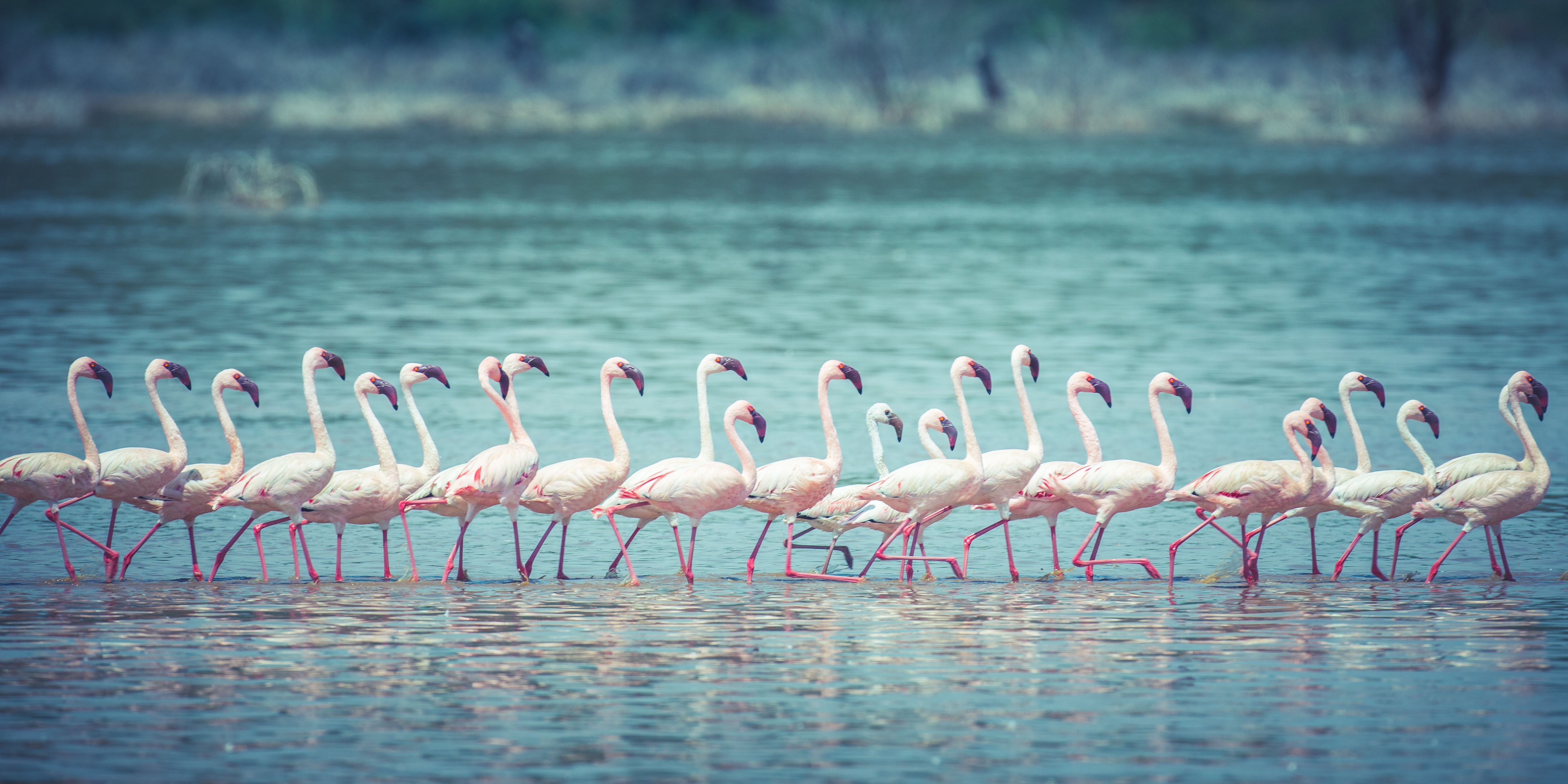 Baixar papel de parede para celular de Animais, Aves, Flamingo, Pássaro gratuito.