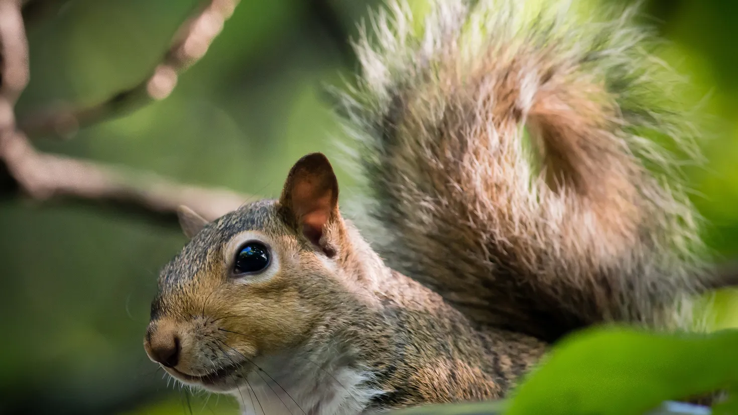 Desktop wallpaper: Animal, Squirrel, Rodent 4K free download for PC. 875597