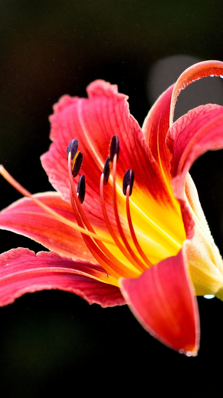 Download mobile wallpaper Nature, Flowers, Flower, Earth, Lily, Bokeh, Red Flower for free.