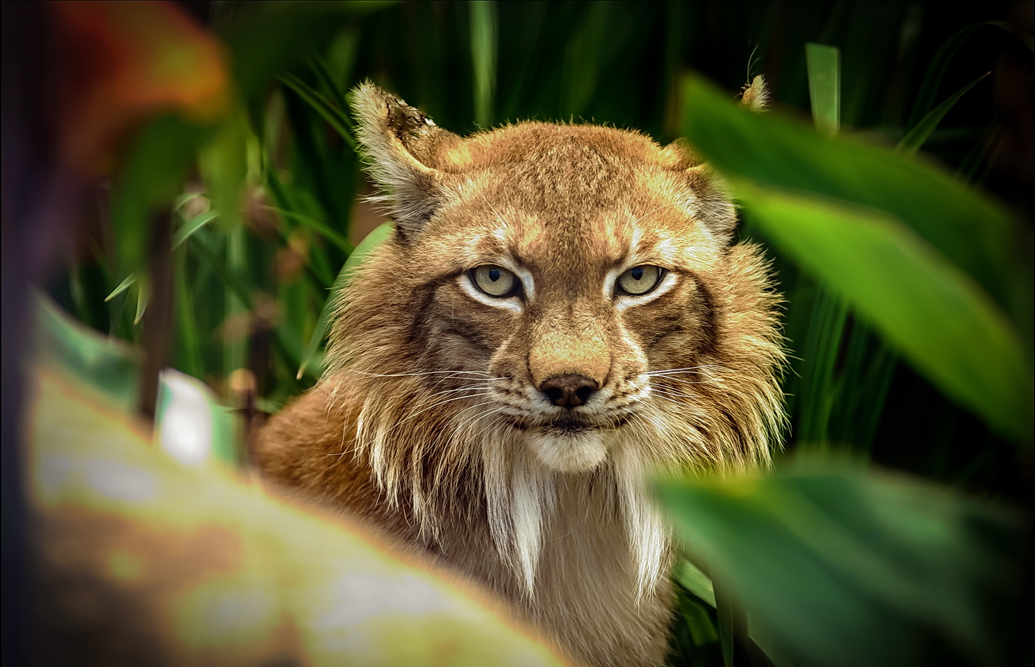 Descarga gratuita de fondo de pantalla para móvil de Animales, Gatos, Lince.