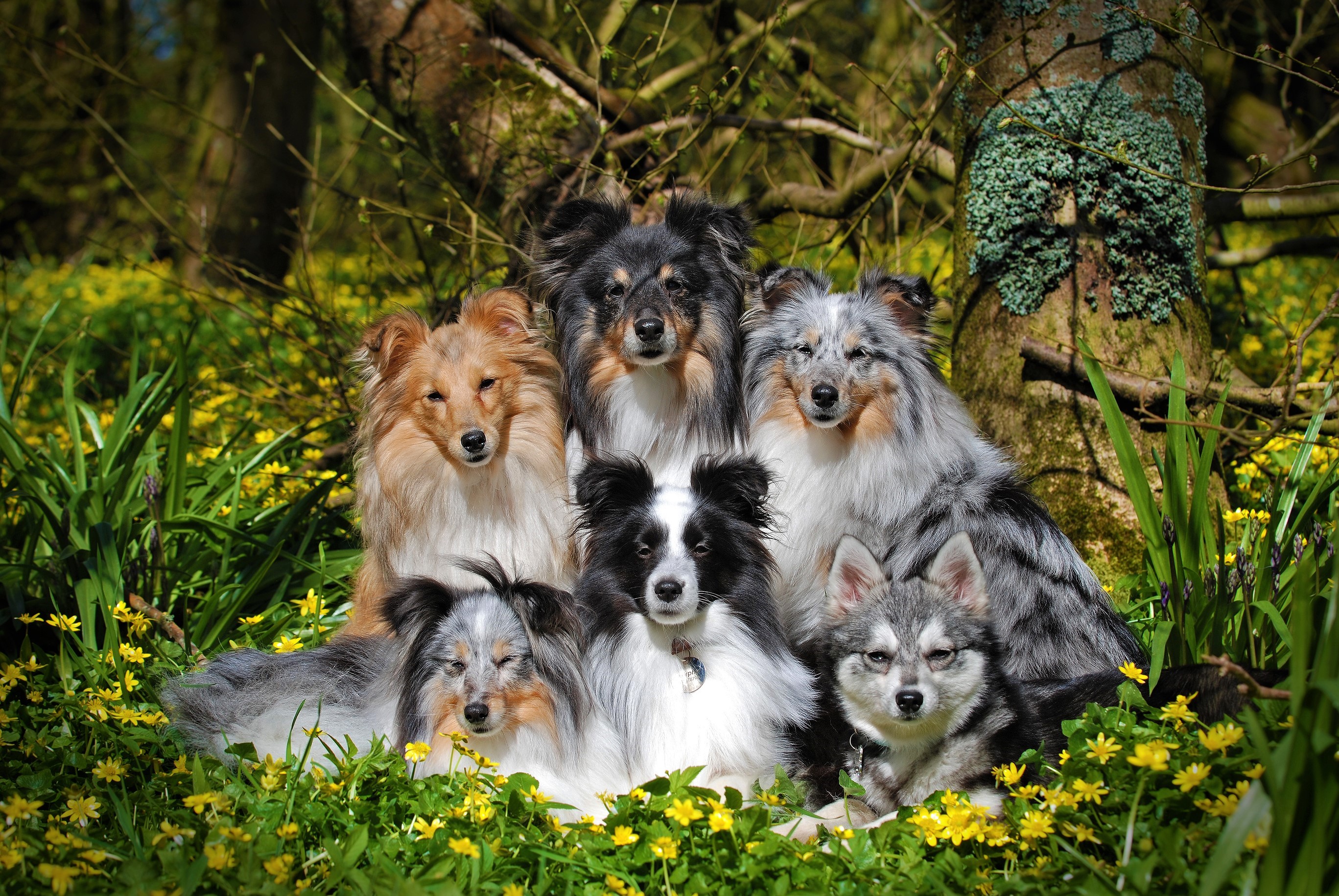 435982 Hintergrundbild herunterladen tiere, shetland schäferhund, alaskaner klee kai, hund, hunde - Bildschirmschoner und Bilder kostenlos