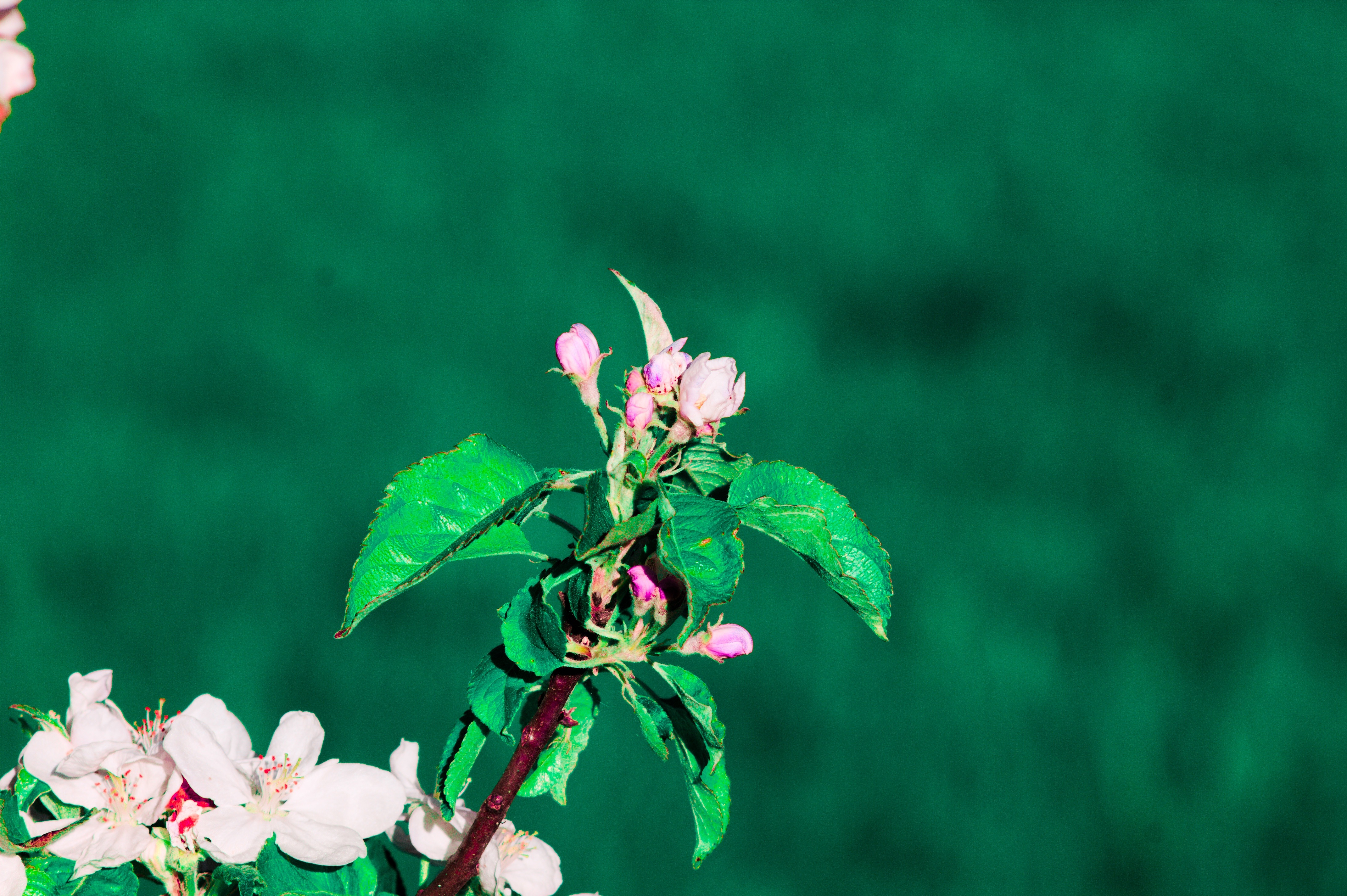 Download mobile wallpaper Branch, Flowering, Flowers, Bloom, Spring for free.