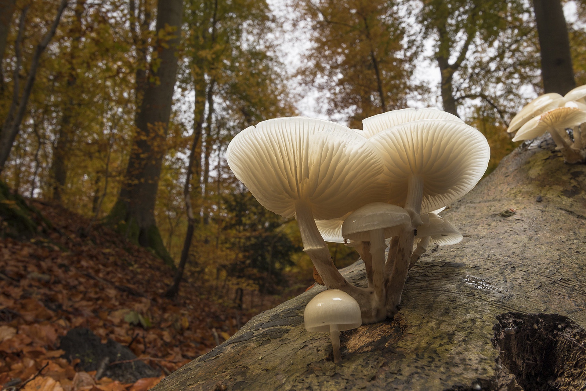 Download mobile wallpaper Nature, Macro, Earth, Mushroom for free.