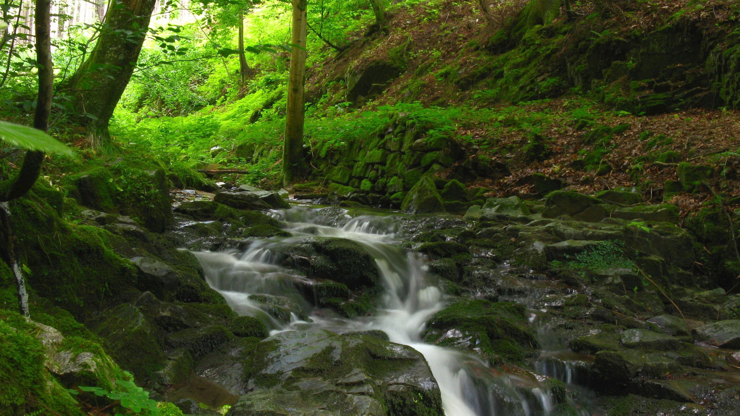 nature, rivers, stones, forest, gurgling, murmur, creek, brook Full HD