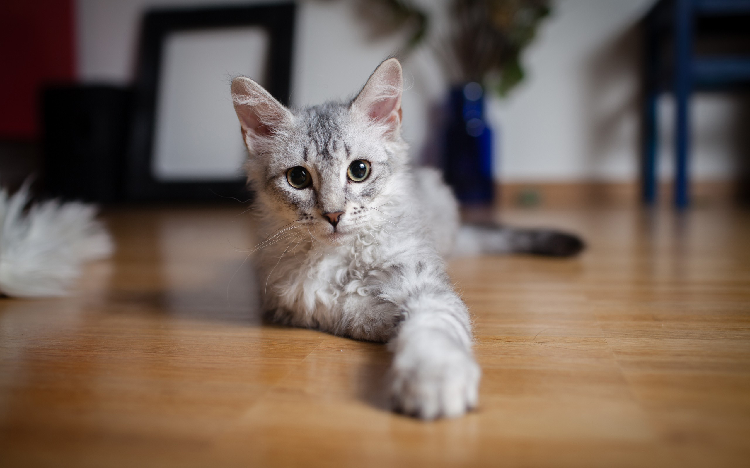 Baixe gratuitamente a imagem Gato, Gatos, Animais na área de trabalho do seu PC