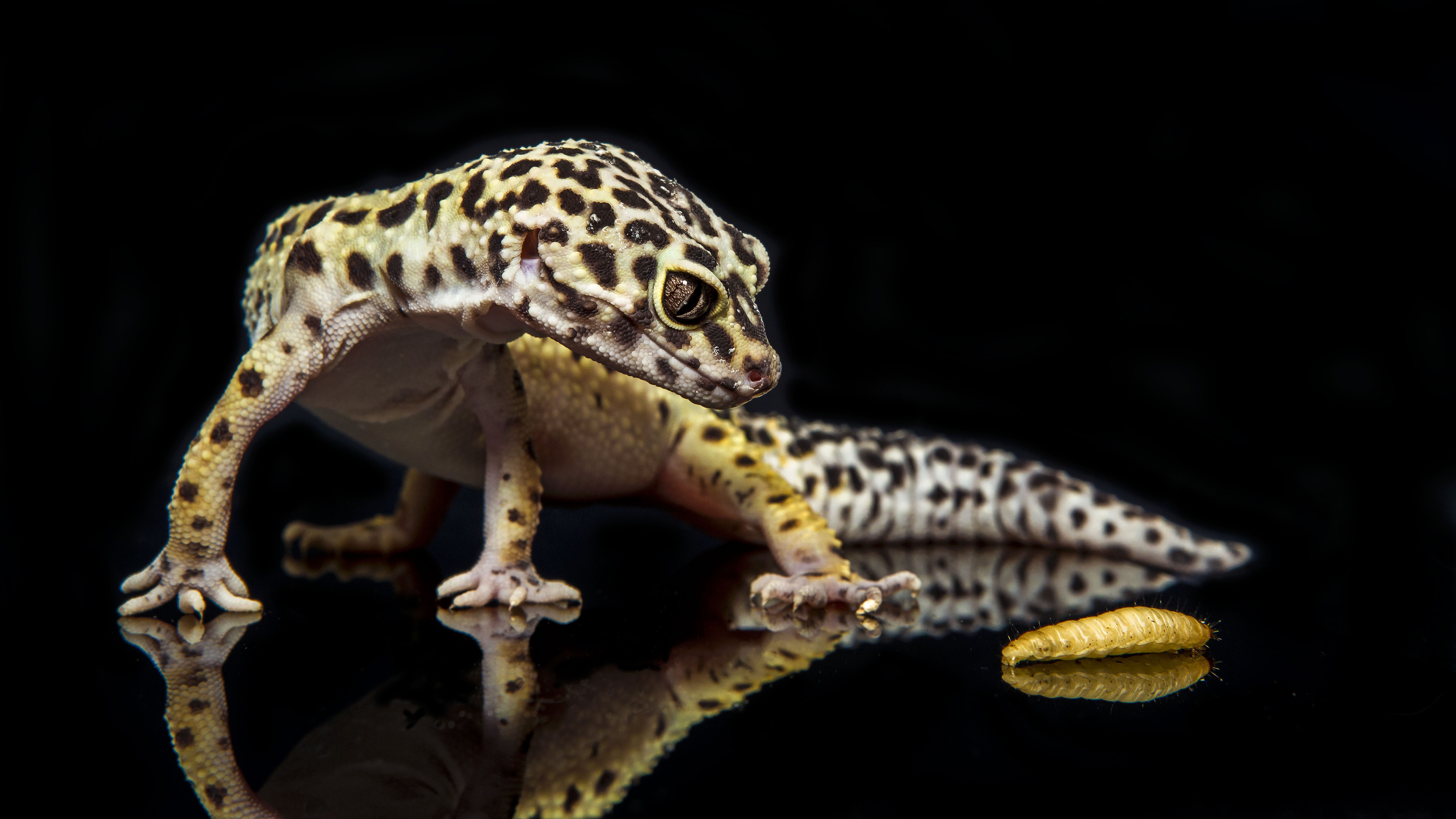 650591 descargar fondo de pantalla gecko leopardo, animales: protectores de pantalla e imágenes gratis