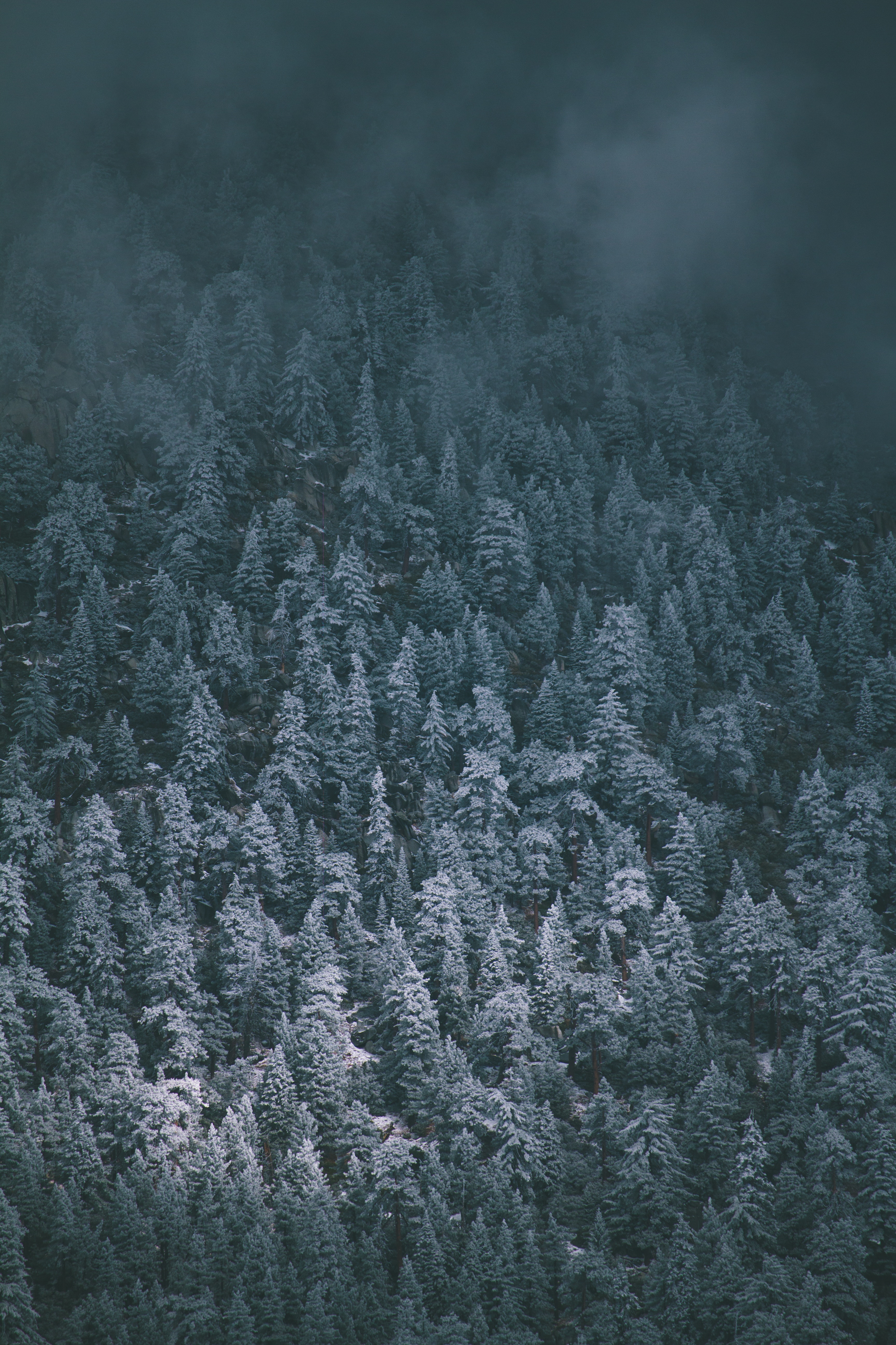 Скачать обои бесплатно Туман, Заснеженный, Деревья, Вид Сверху, Природа картинка на рабочий стол ПК