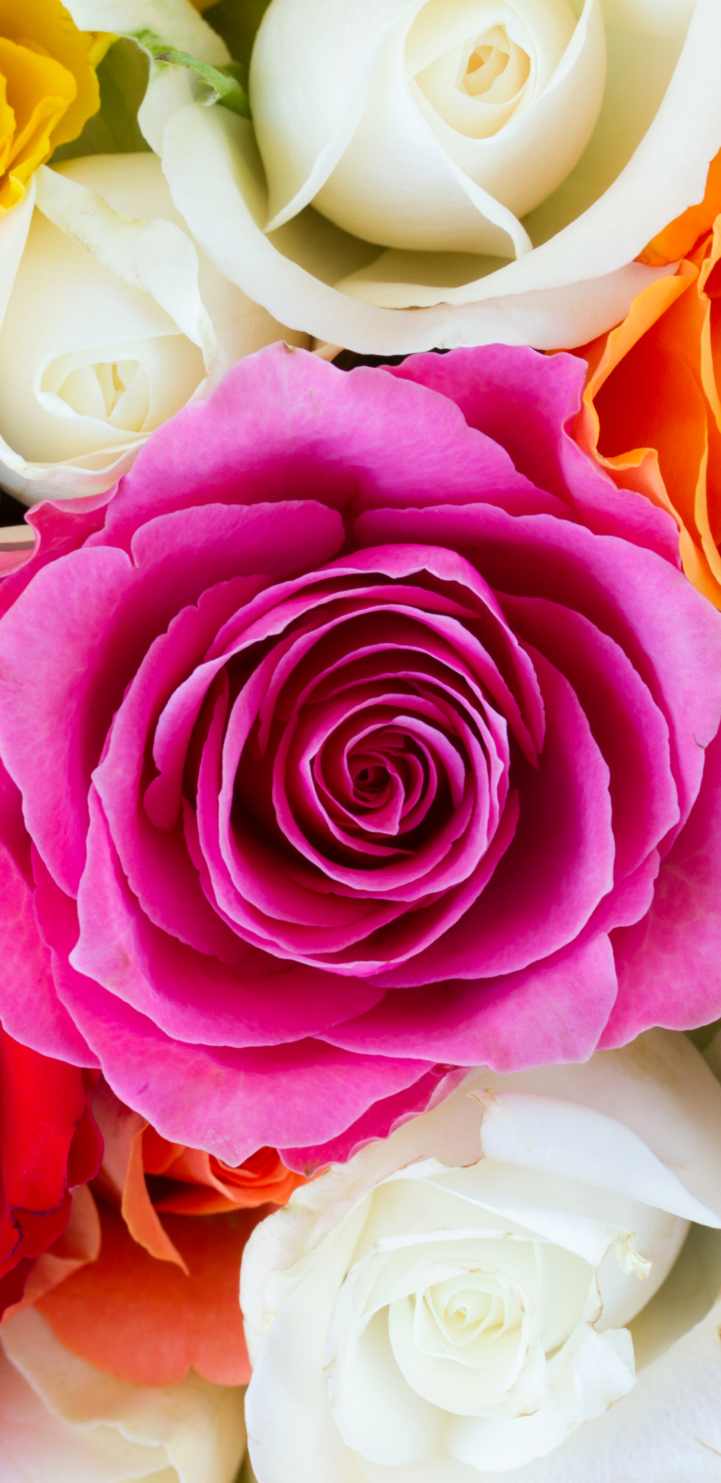 Téléchargez des papiers peints mobile Fleurs, Rose, Fleur, Terre, Couleurs, Coloré, Fleur Blanche, Terre/nature, Fleur Rose gratuitement.