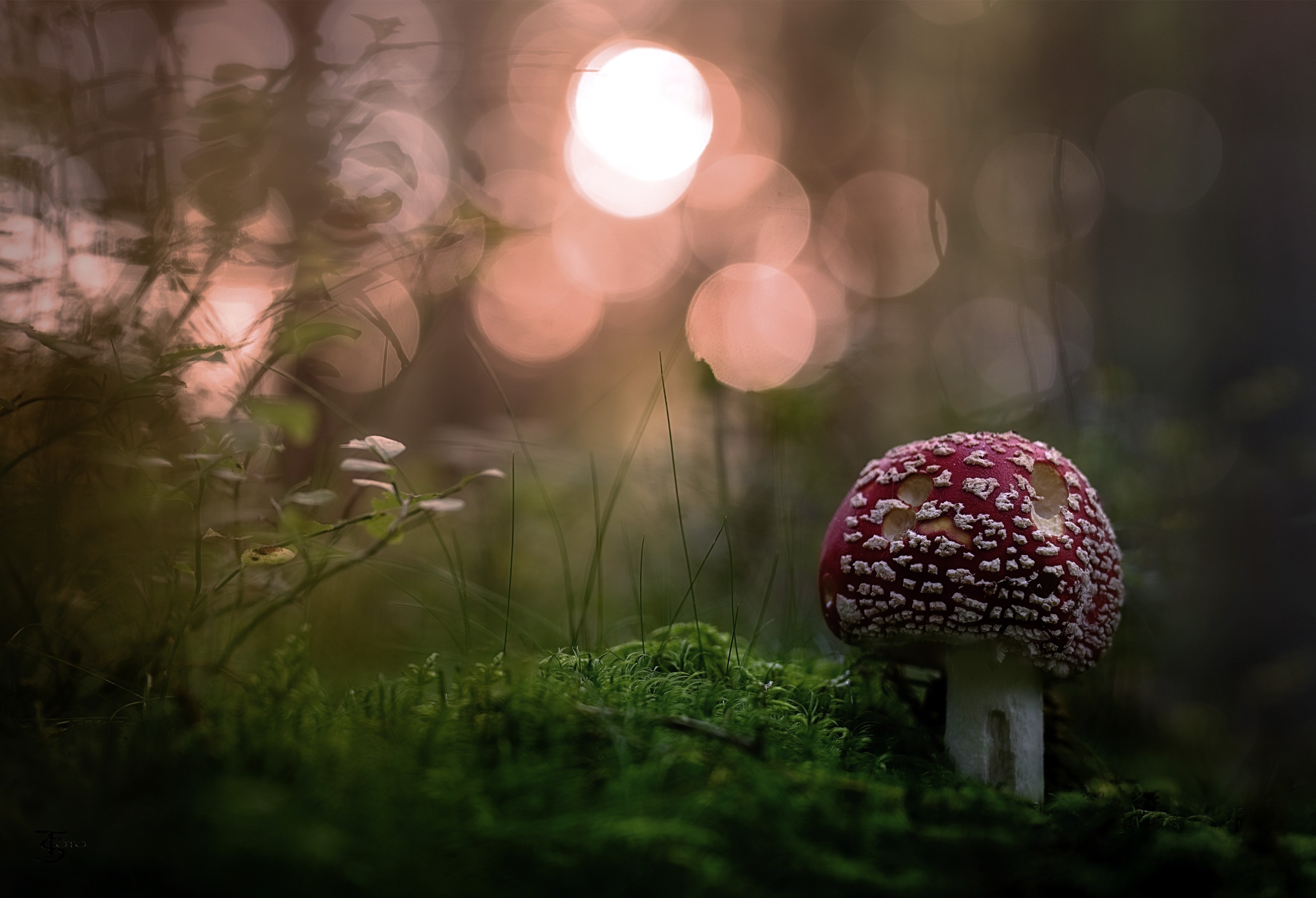 Free download wallpaper Nature, Close Up, Fall, Earth, Mushroom, Bokeh on your PC desktop