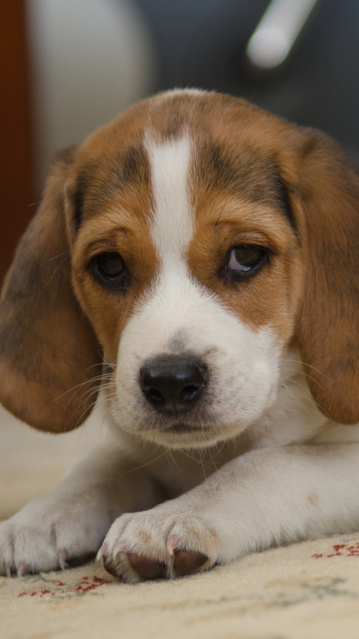 Download mobile wallpaper Dogs, Dog, Animal, Puppy, Sad, Cute, Beagle, Baby Animal for free.