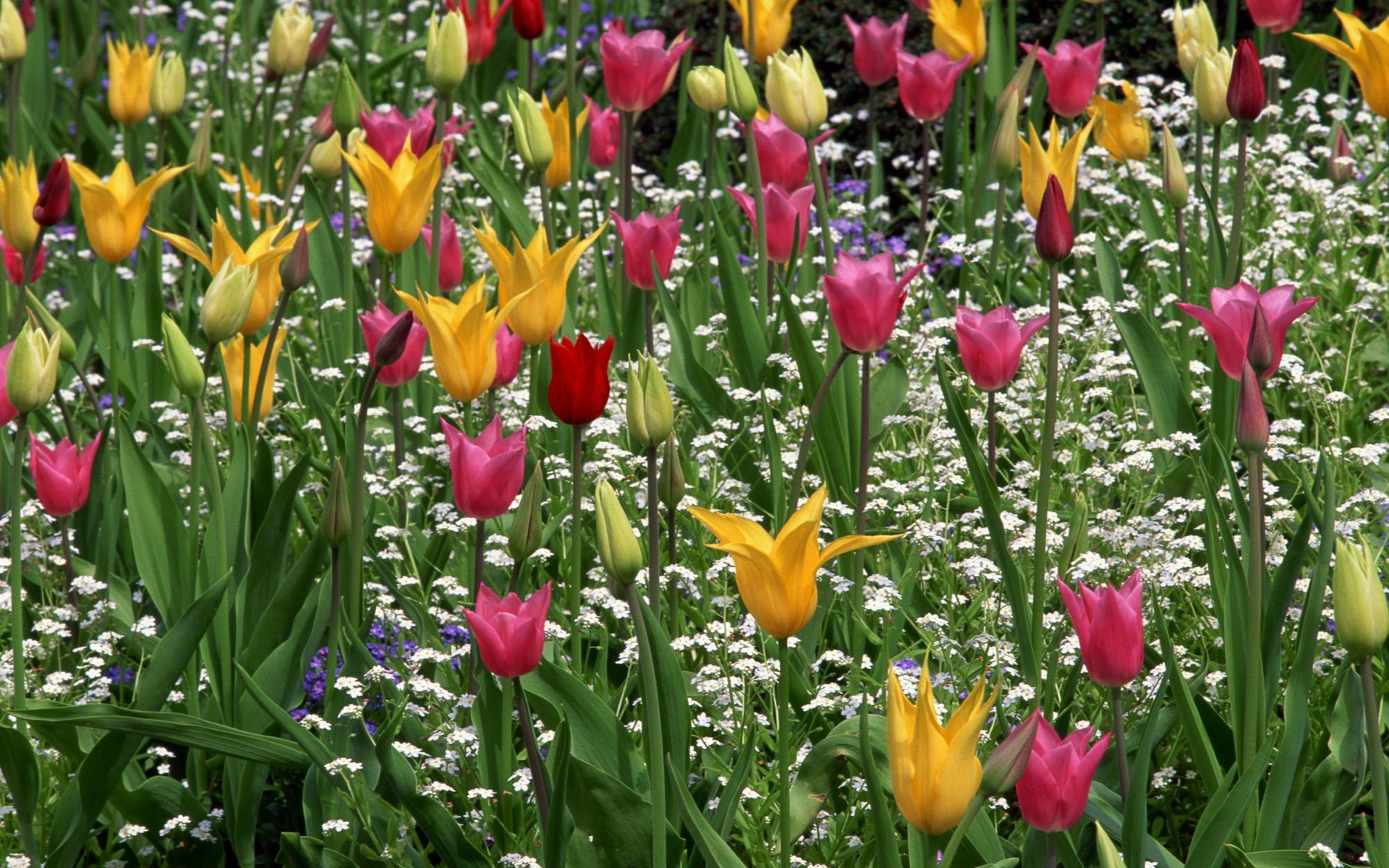 Descarga gratuita de fondo de pantalla para móvil de Tulipán, Flores, Flor, Tierra/naturaleza.