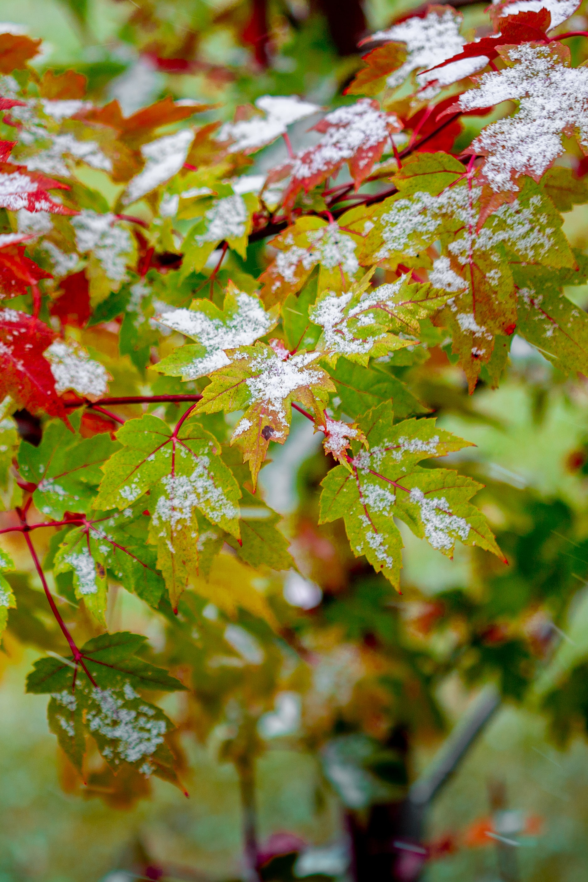 Laden Sie das Natur, Blätter, Bush, Busch, Schneebedeckt, Snowbound, Venen-Bild kostenlos auf Ihren PC-Desktop herunter