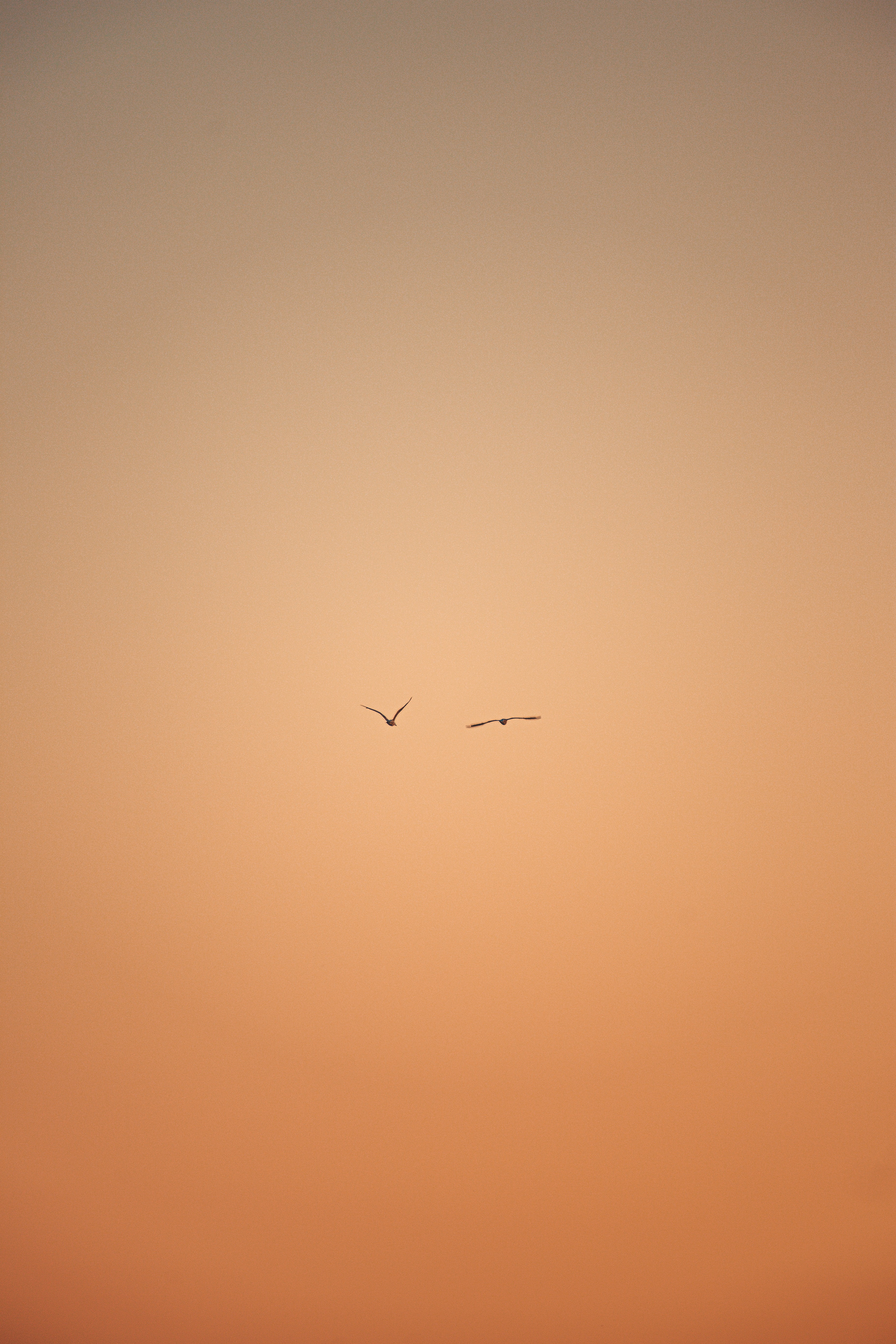 Free download wallpaper Sky, Flight, Birds, Minimalism on your PC desktop