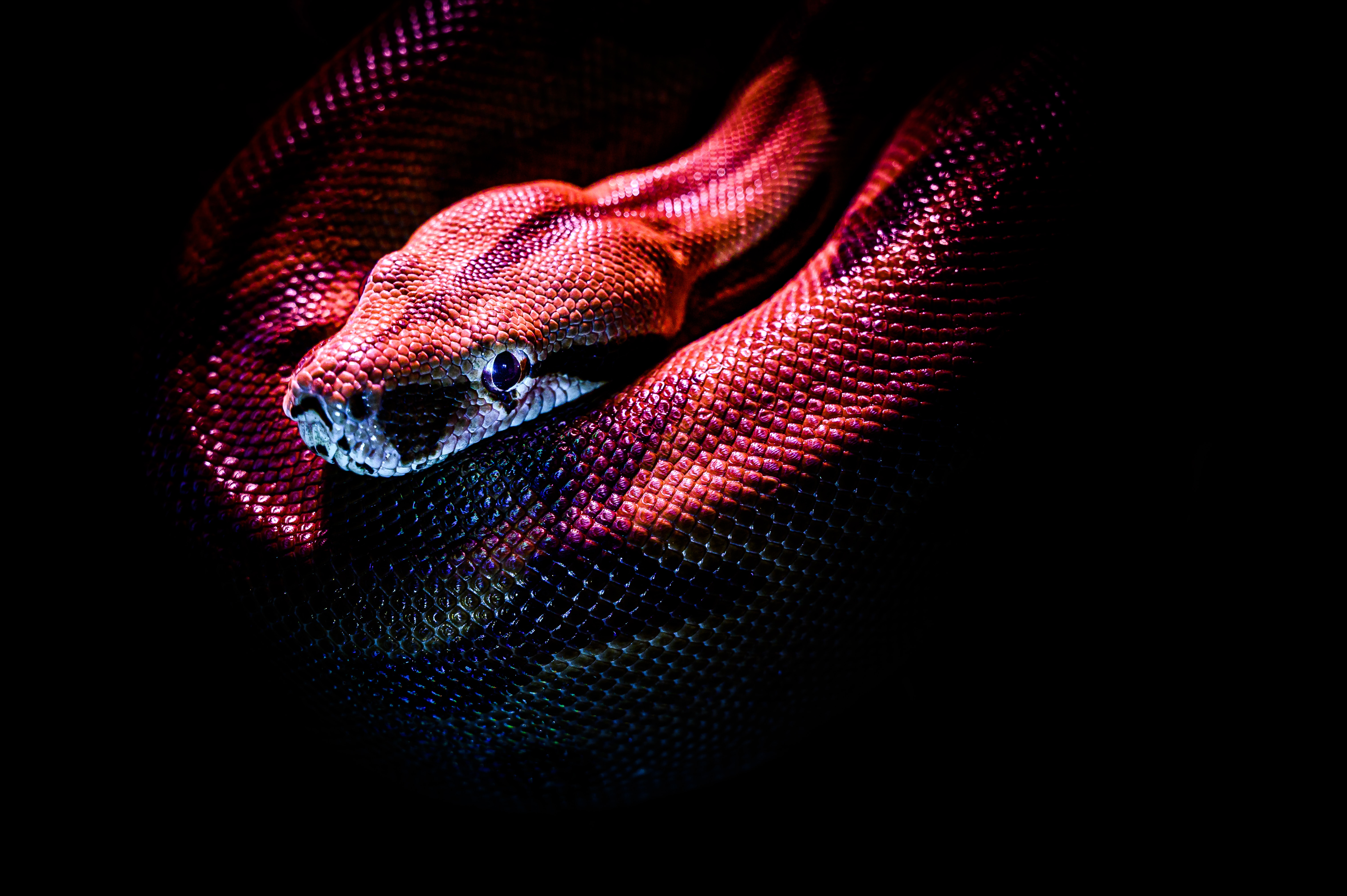 59837 скачать обои змея, чешуя, красный, темный, животные, рептилия - заставки и картинки бесплатно