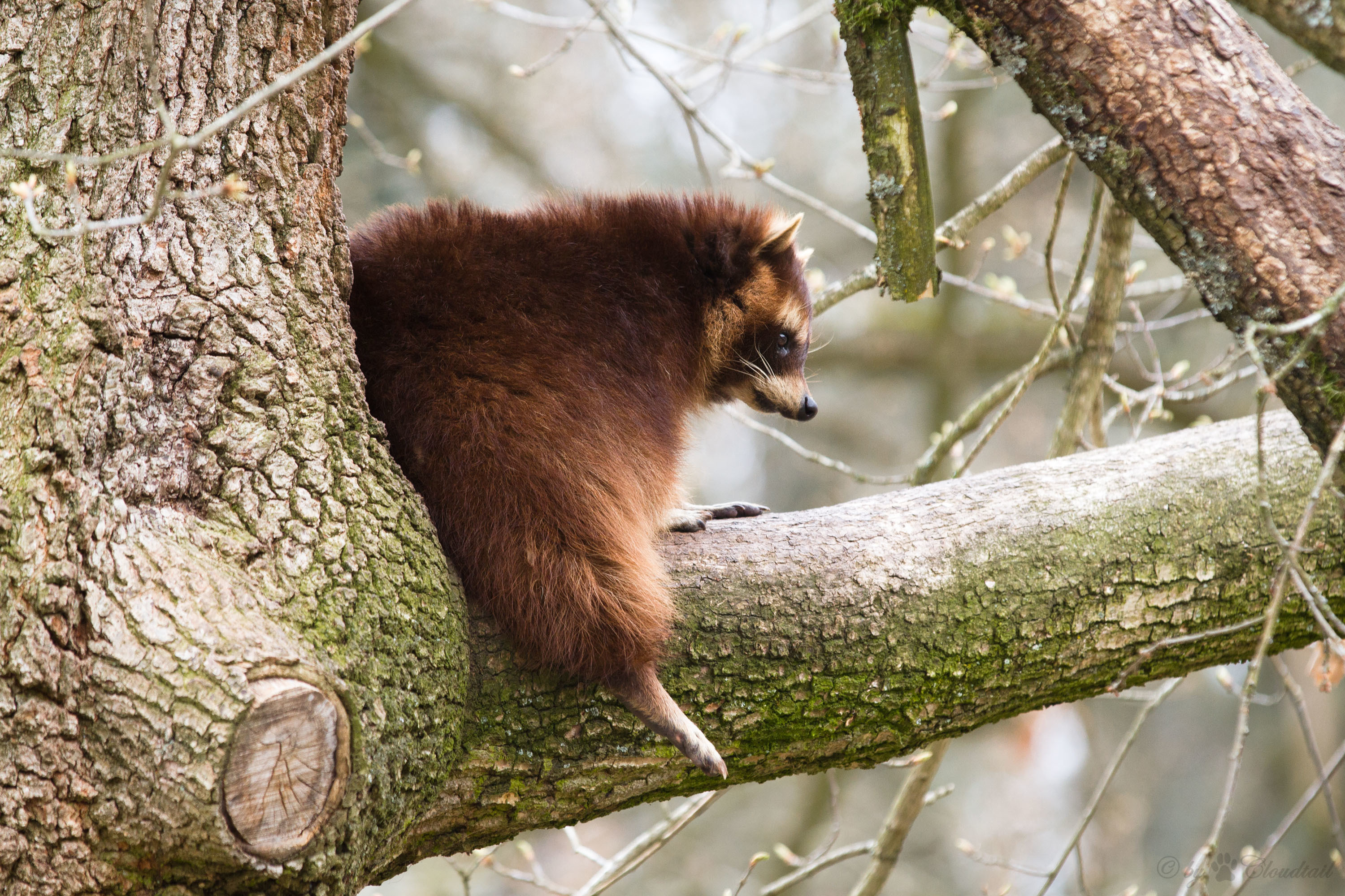 Free download wallpaper Animals, Tree, Branch, Animal, Raccoon on your PC desktop
