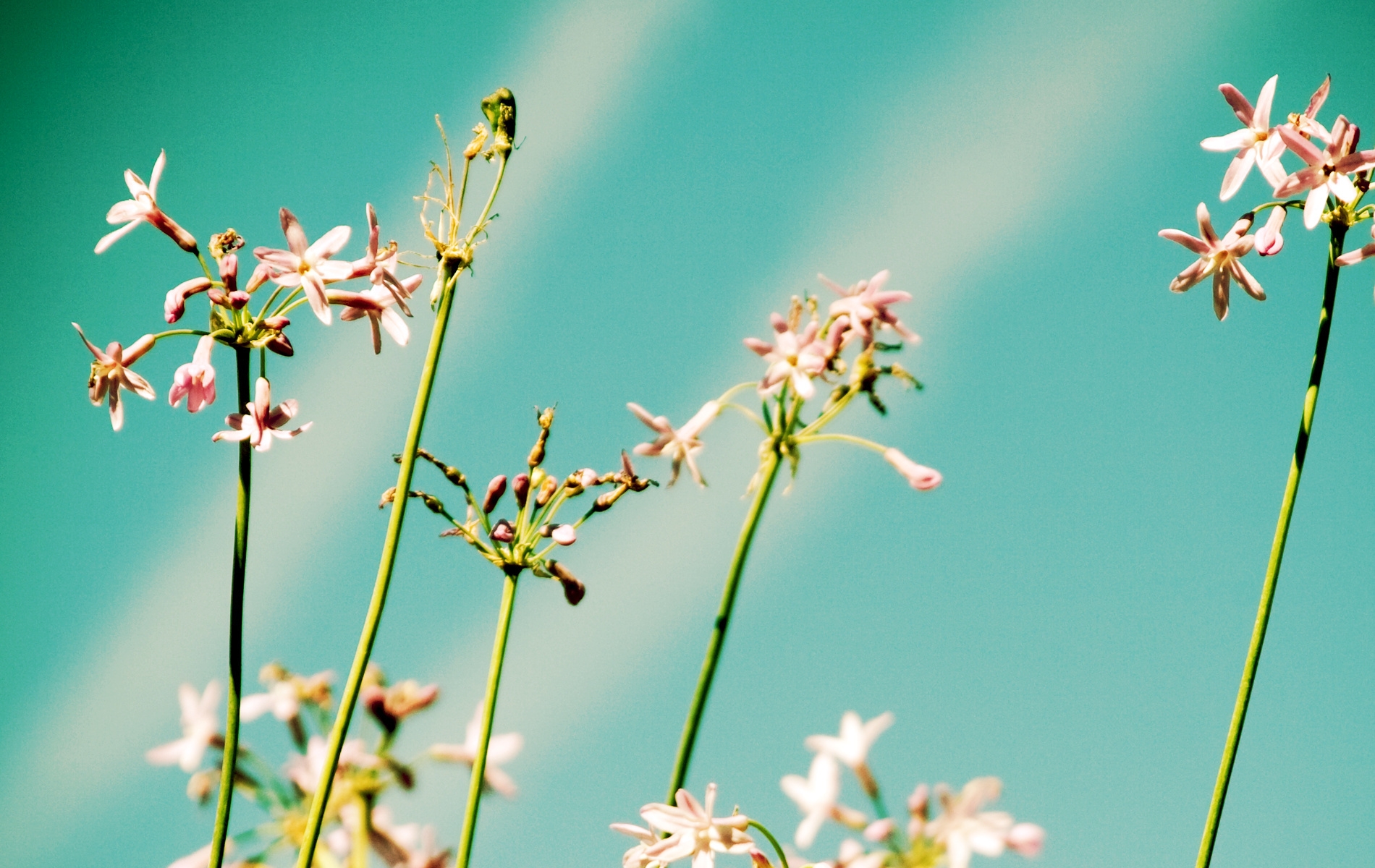 Free download wallpaper Flowers, Sky, Beams, Rays, Field, Close Up on your PC desktop