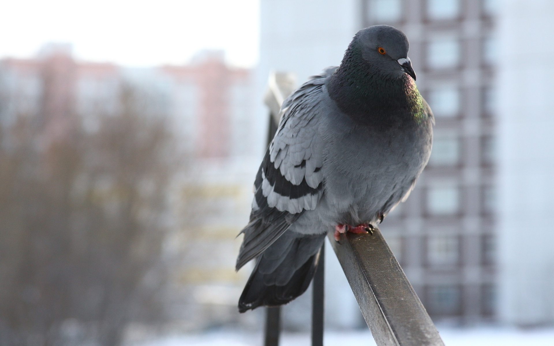 Free download wallpaper Pigeon, Birds, Animal on your PC desktop