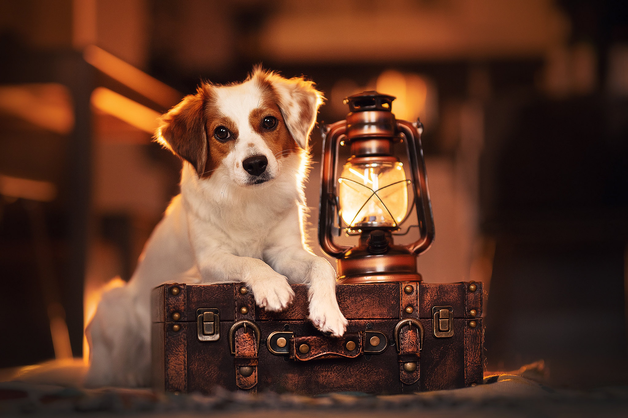 animal, dog, lantern, suitcase, dogs