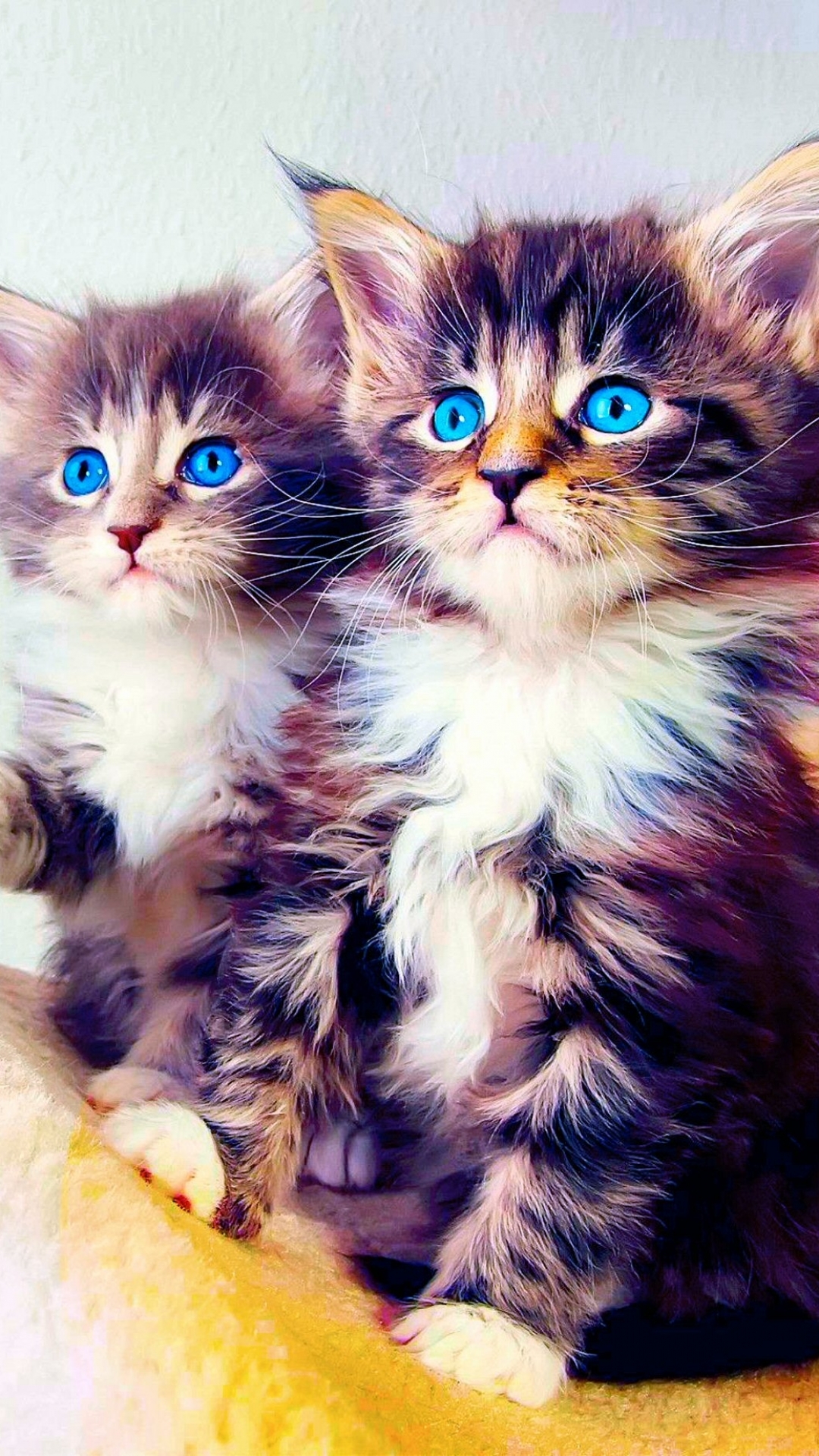 Download mobile wallpaper Cats, Cat, Kitten, Animal for free.